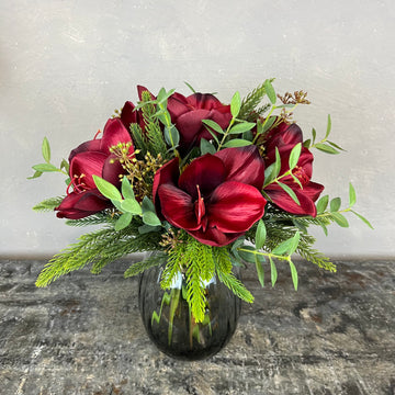 Ren Amaryllis