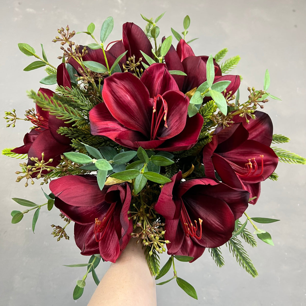Ren Amaryllis