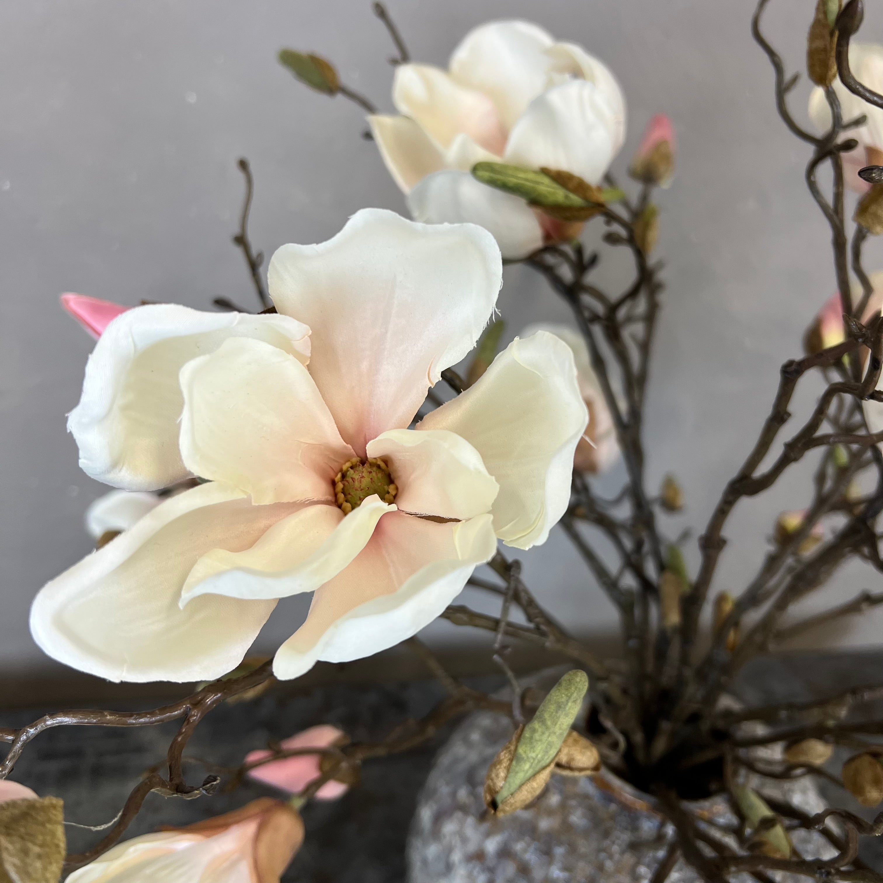 Nøgne Magnolia - Sart Rosa