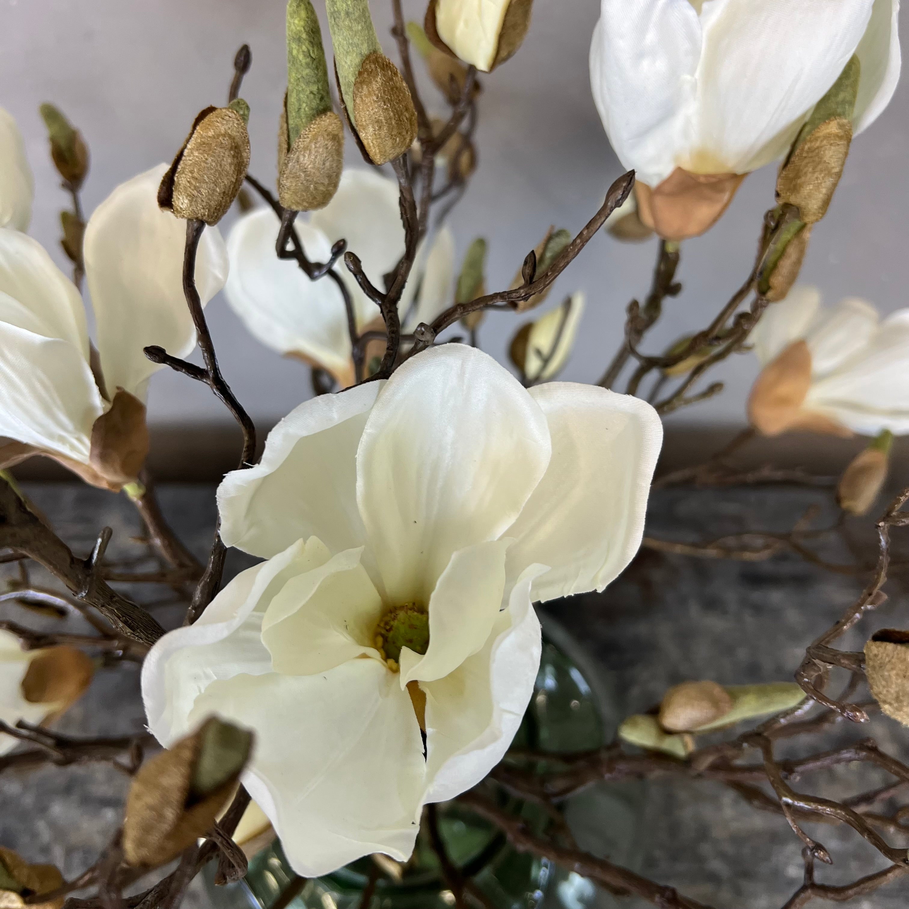 Nøgne Magnolia - Hvid