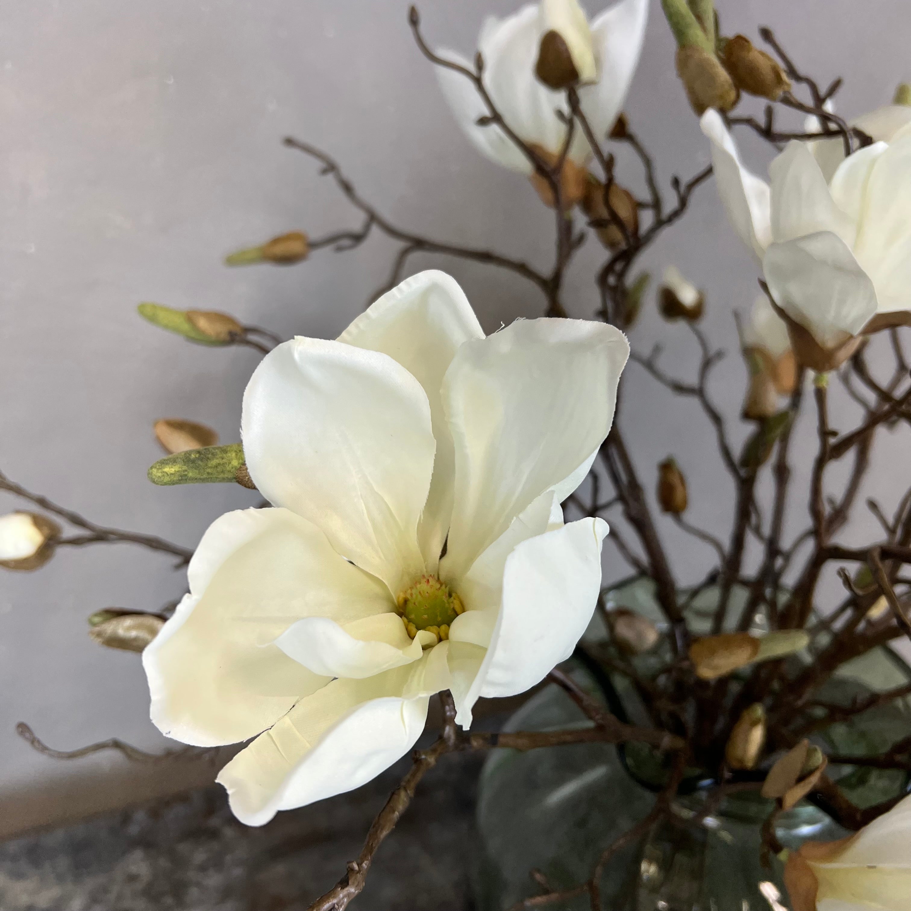 Nøgne Magnolia - Hvid
