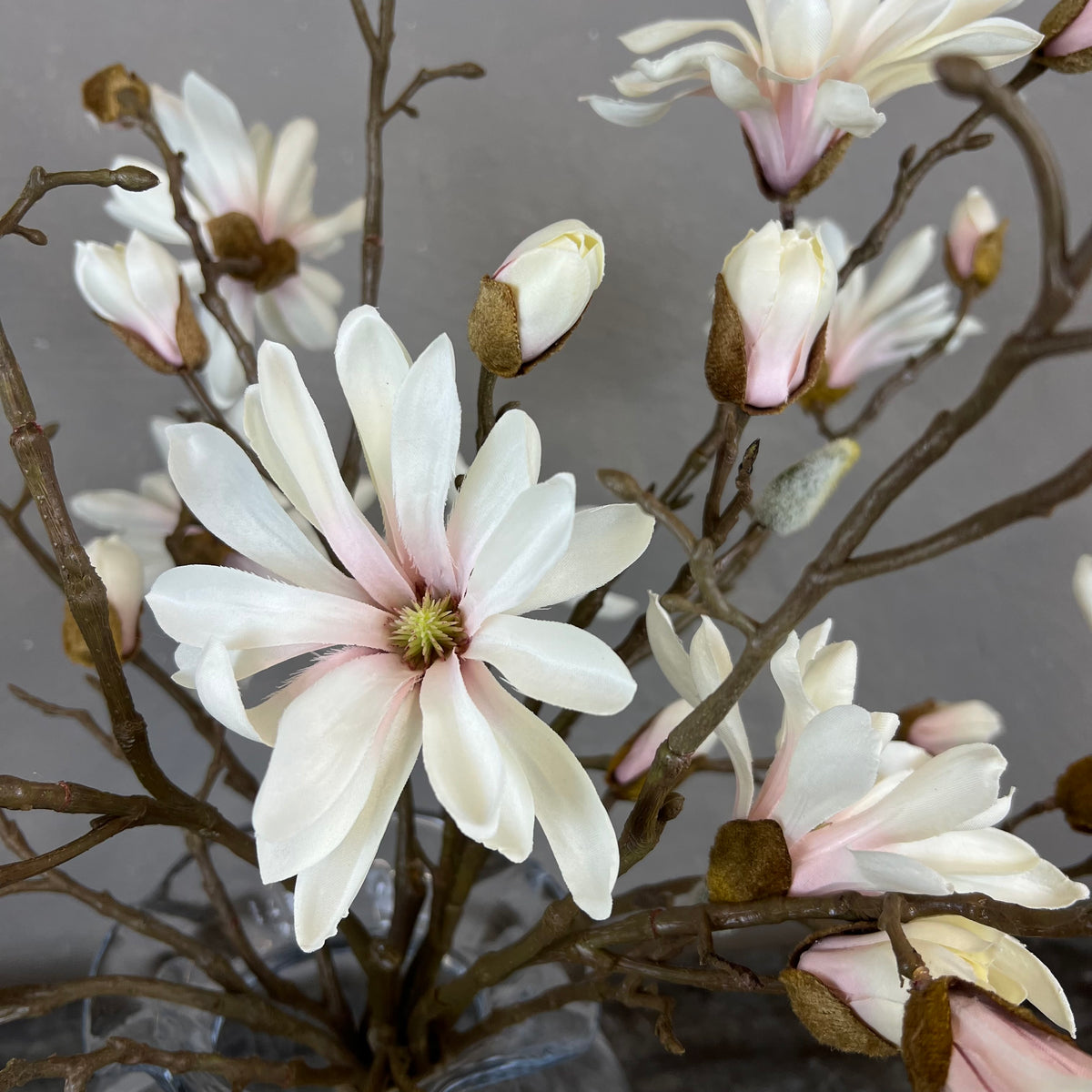 Japanske Magnolia - Rosa