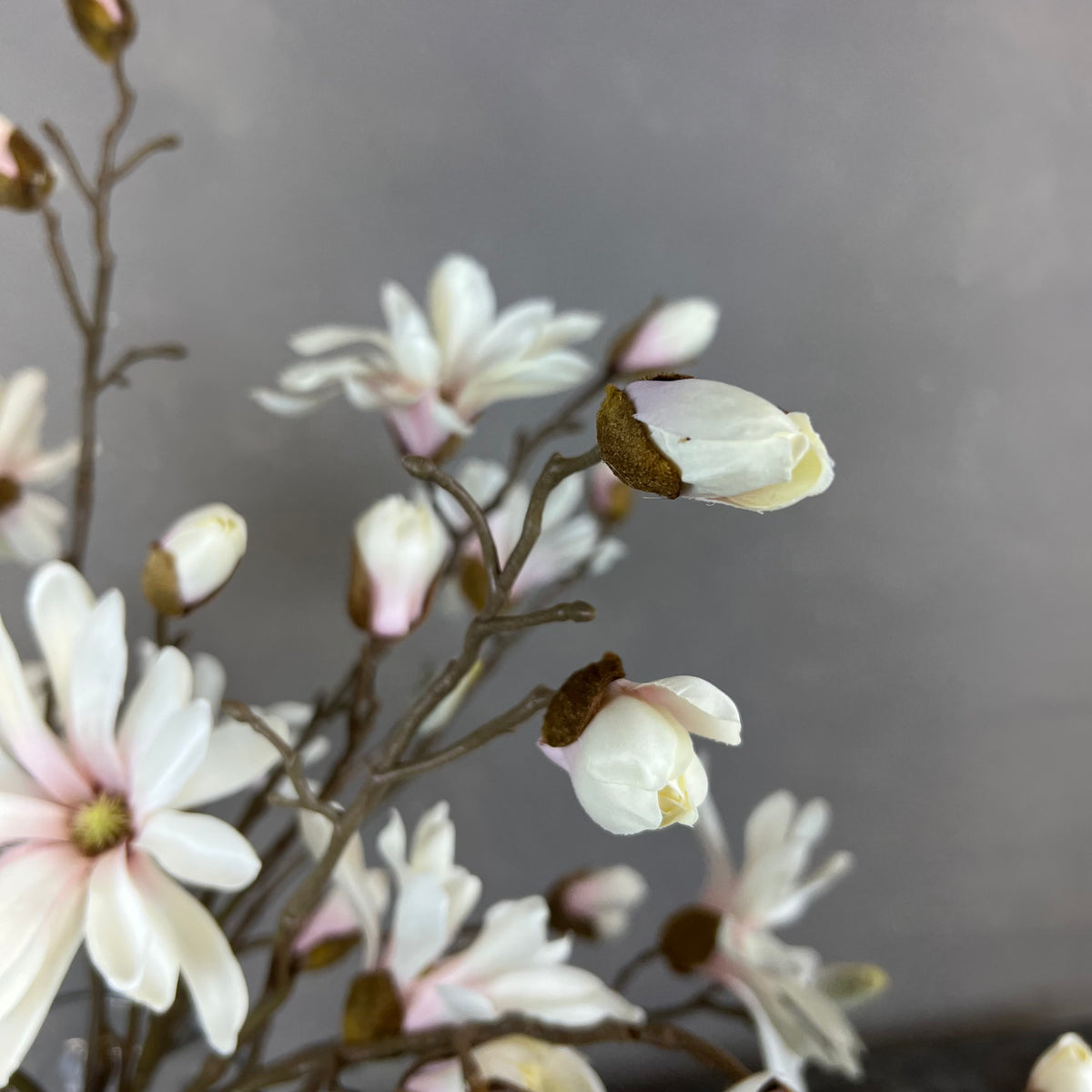Japanske Magnolia - Rosa