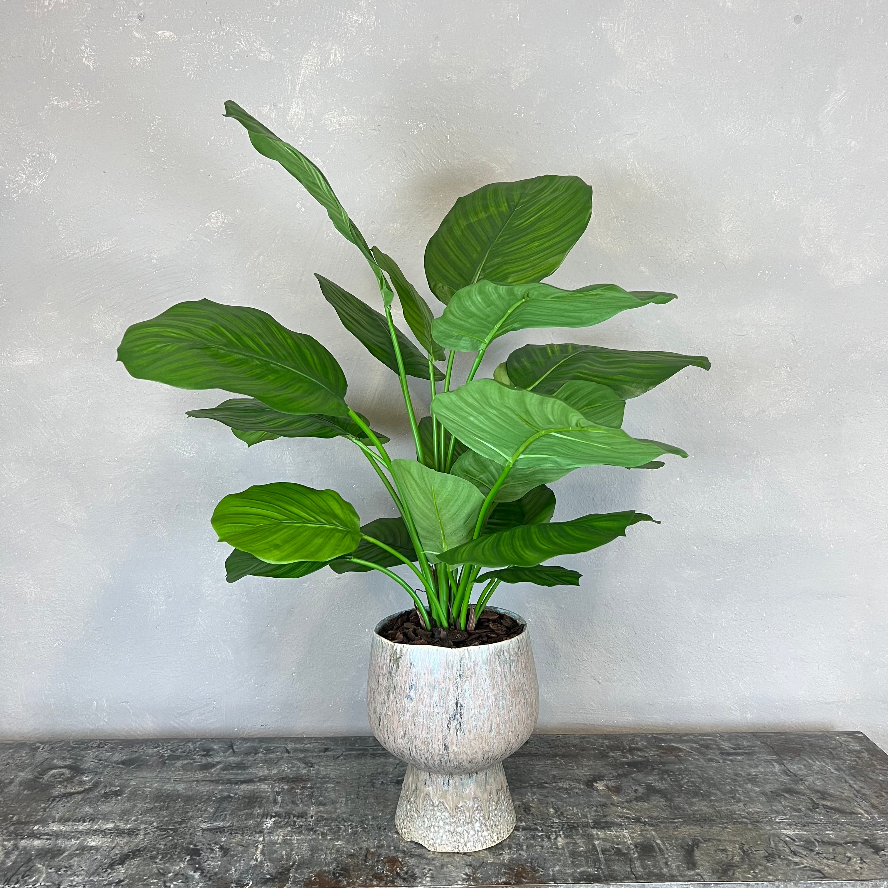 Calathea Fasciata