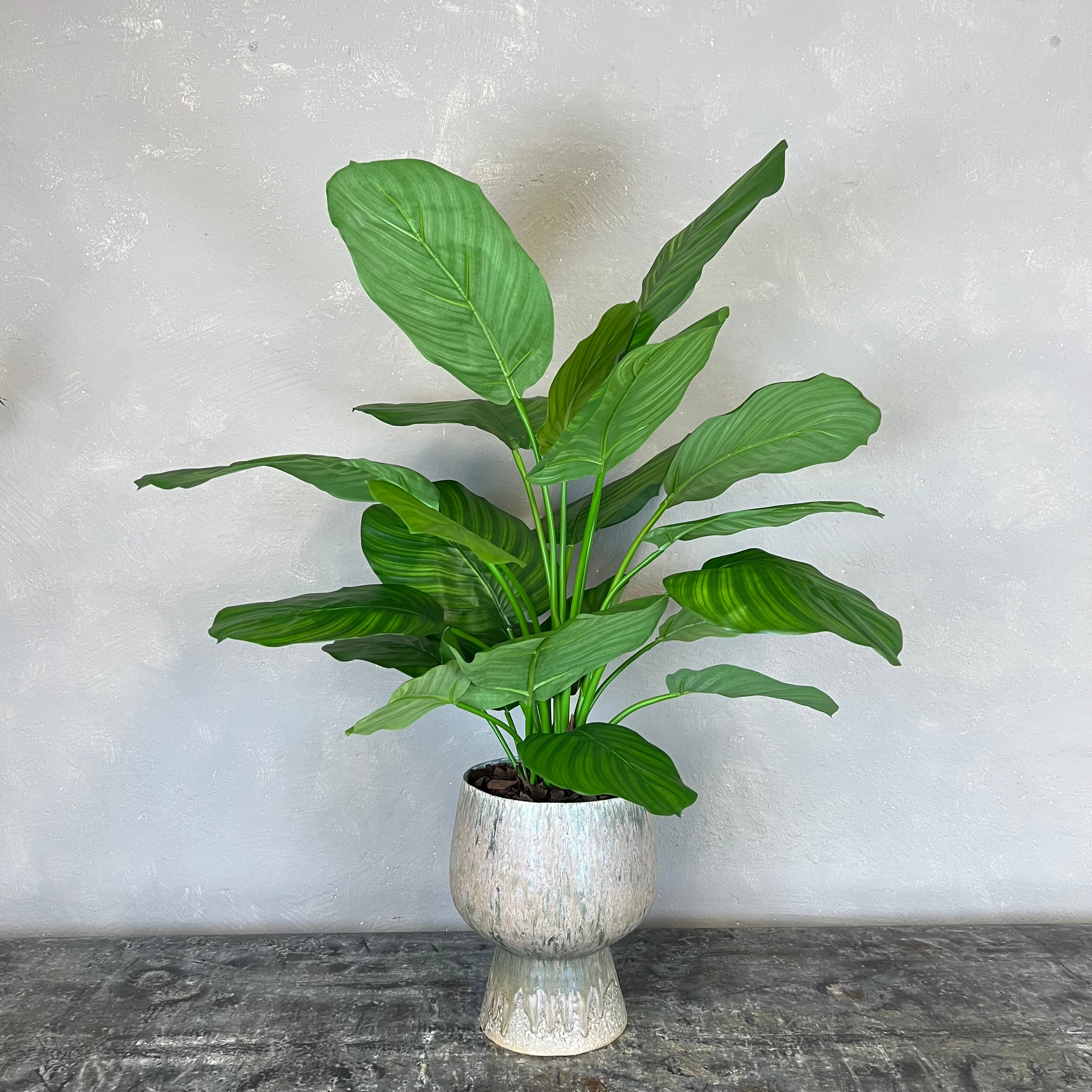 Calathea Fasciata