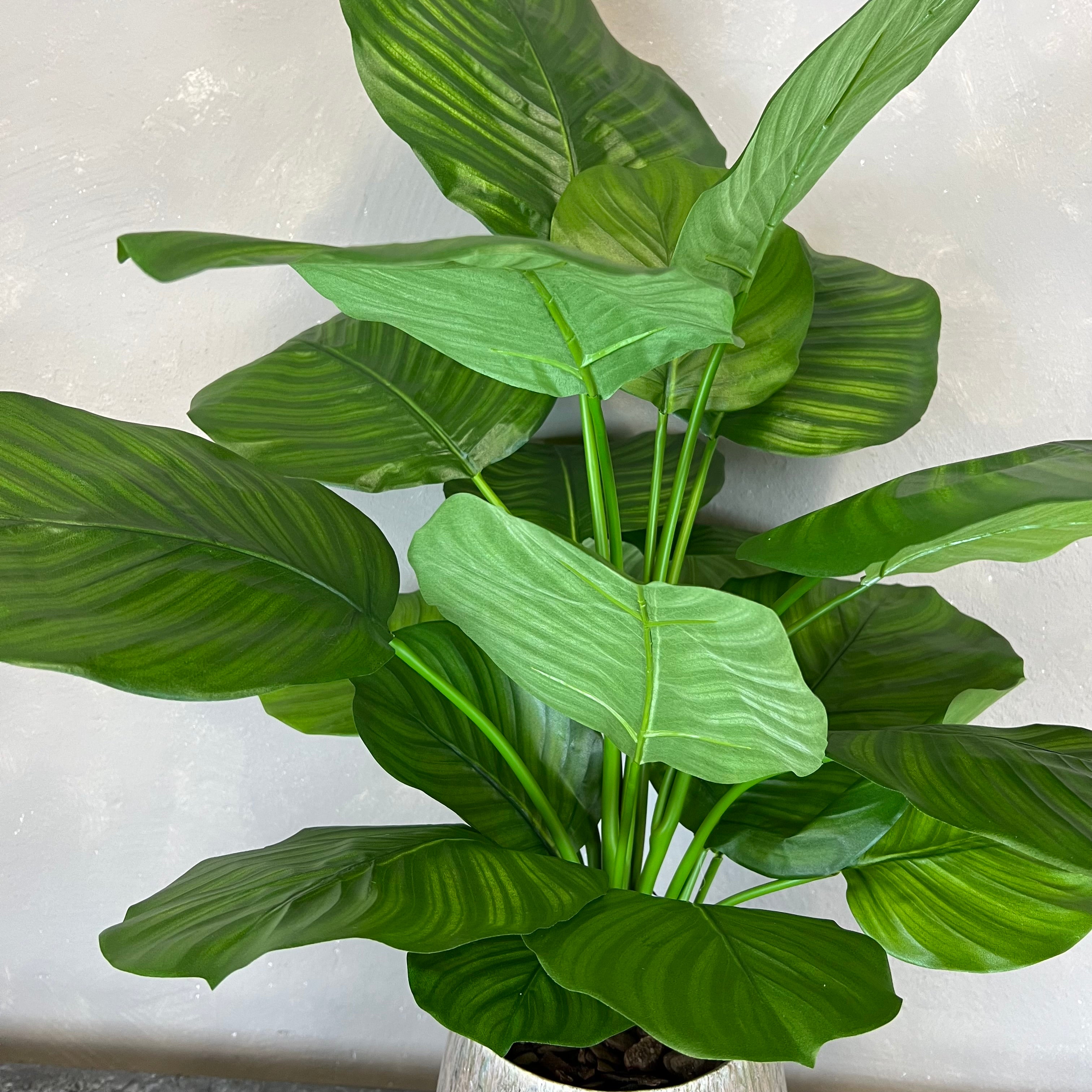 Calathea Fasciata