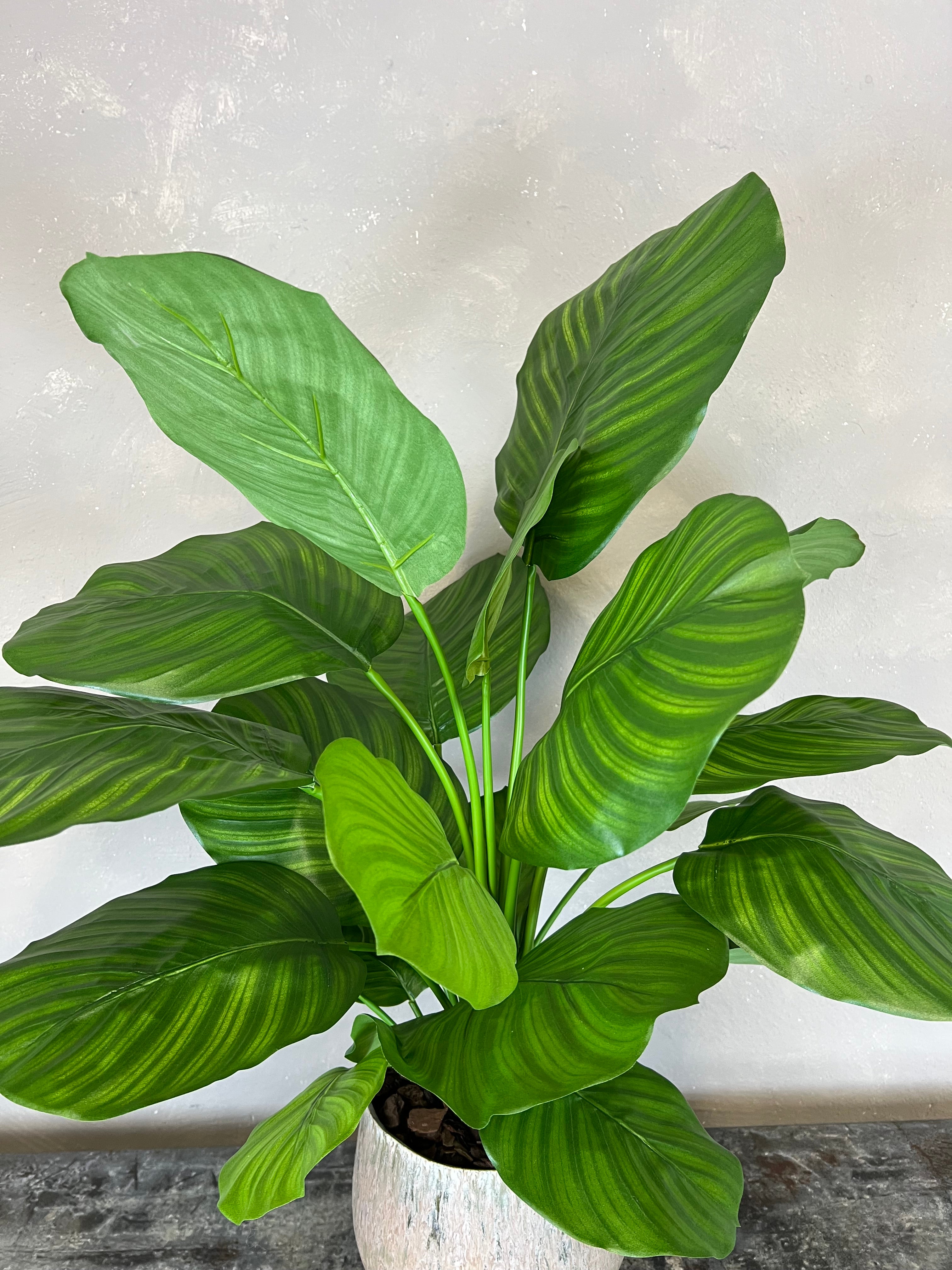 Calathea Fasciata