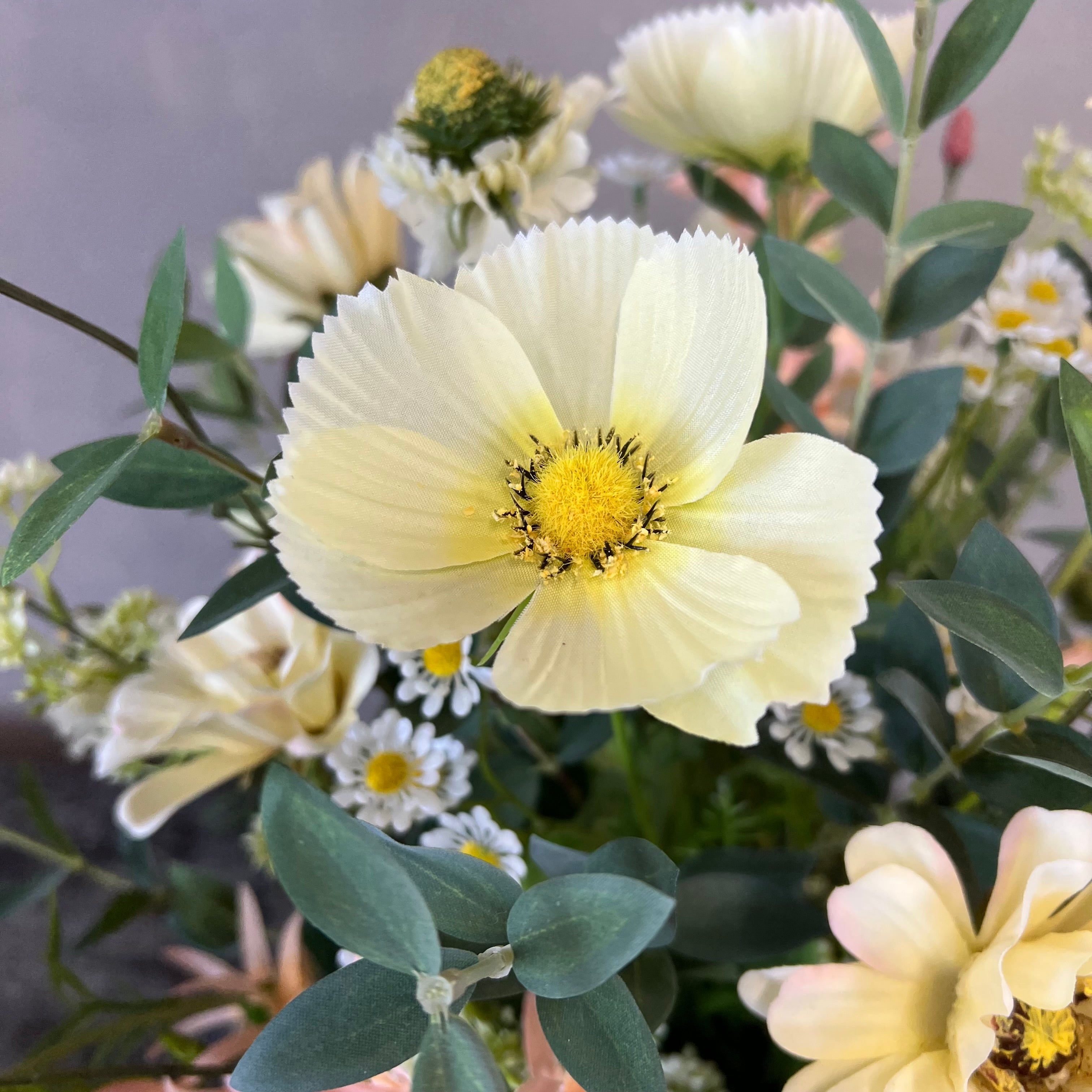 Sommer Zinnia
