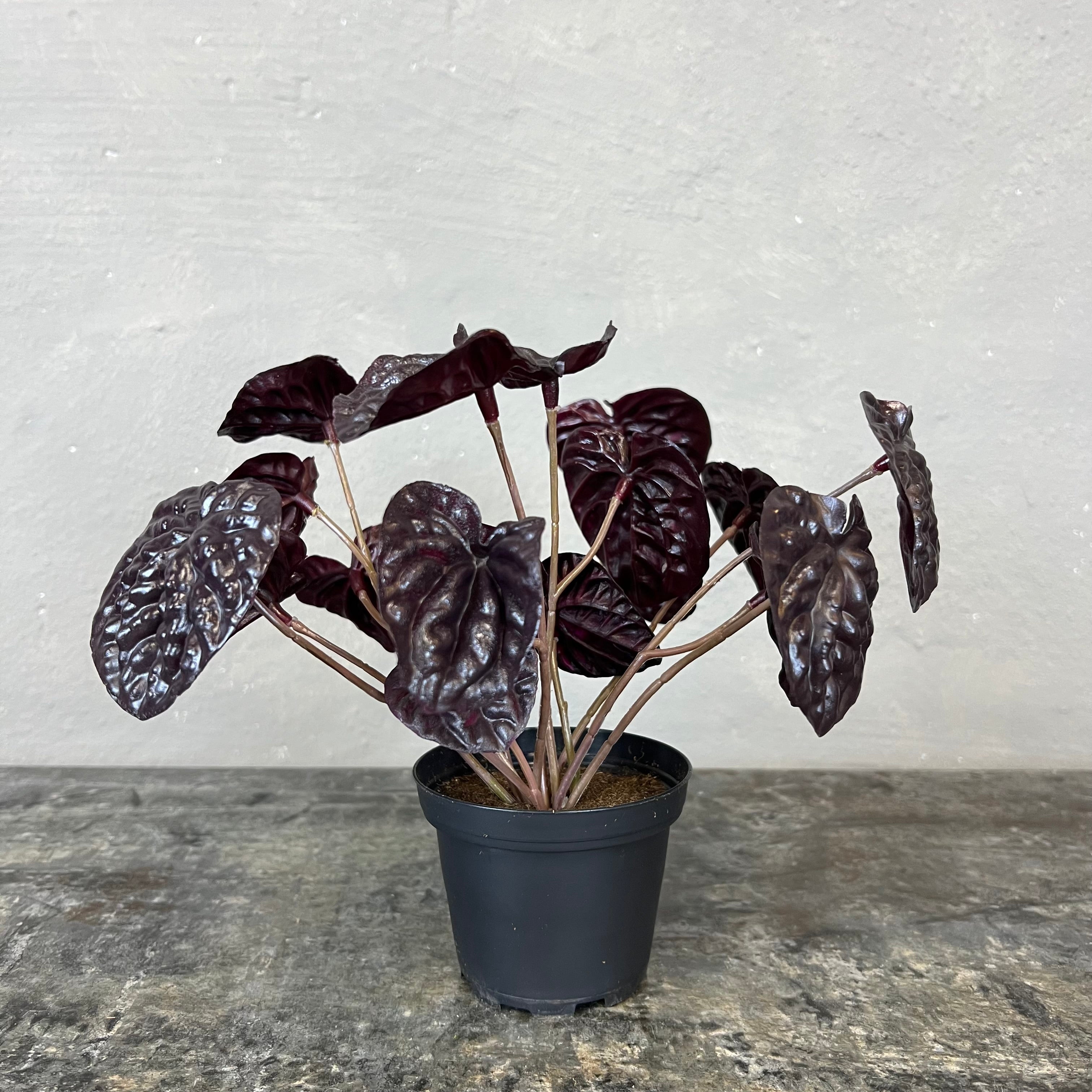 Peperomia Bordeaux