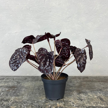 Peperomia Bordeaux