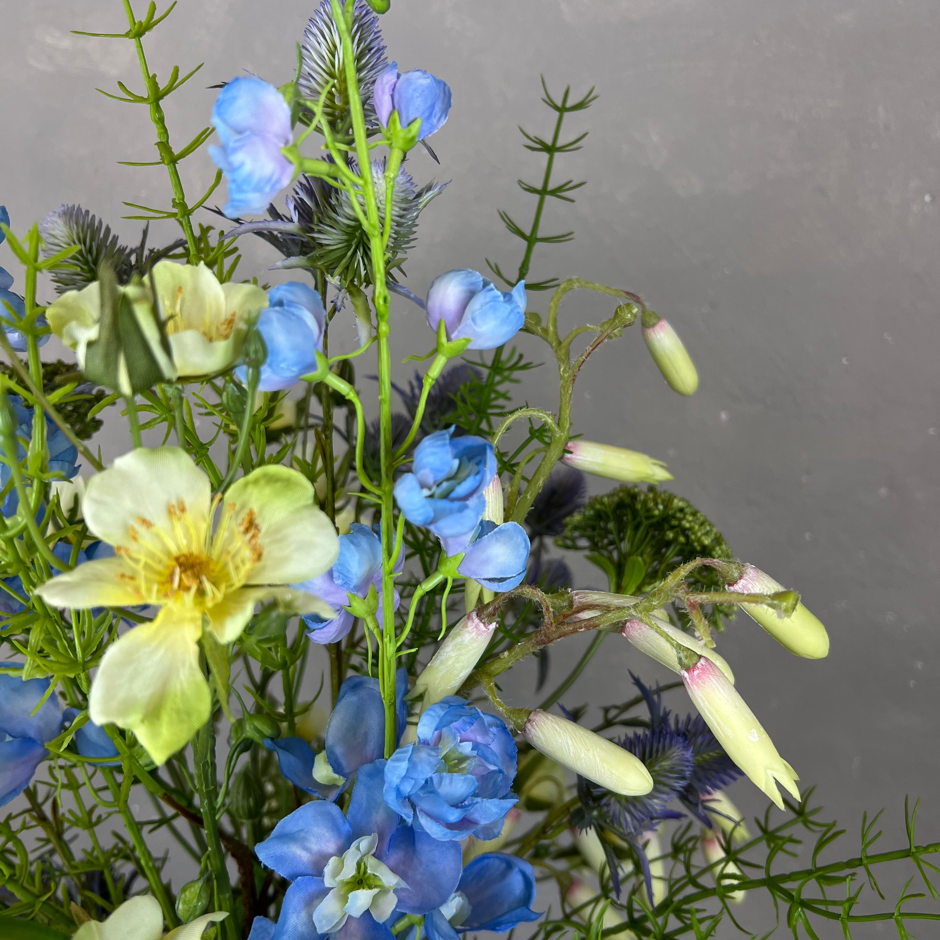 Ranke Ridderspore