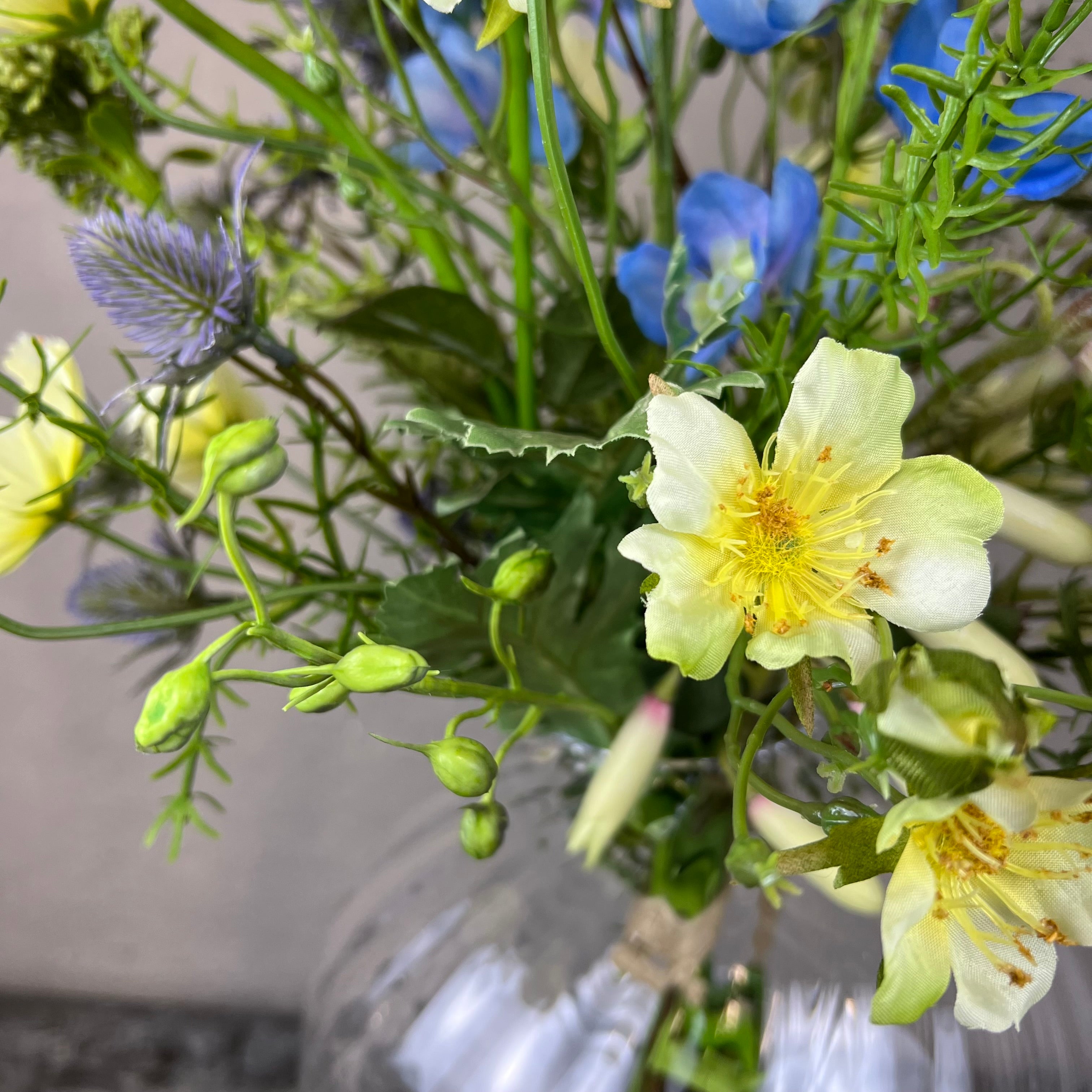 Ranke Ridderspore