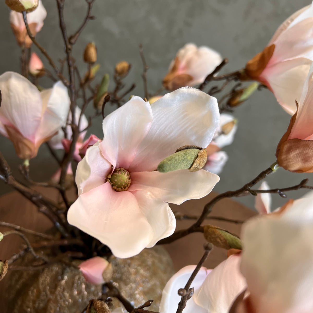 Nøgne Magnolia - Sart Rosa