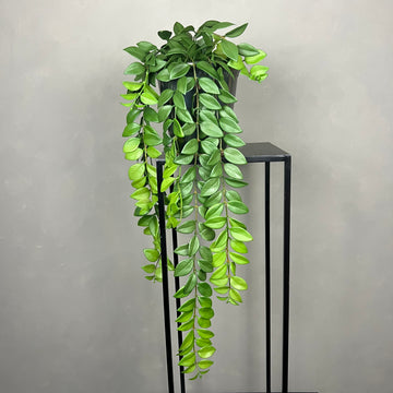 Hoya Plante