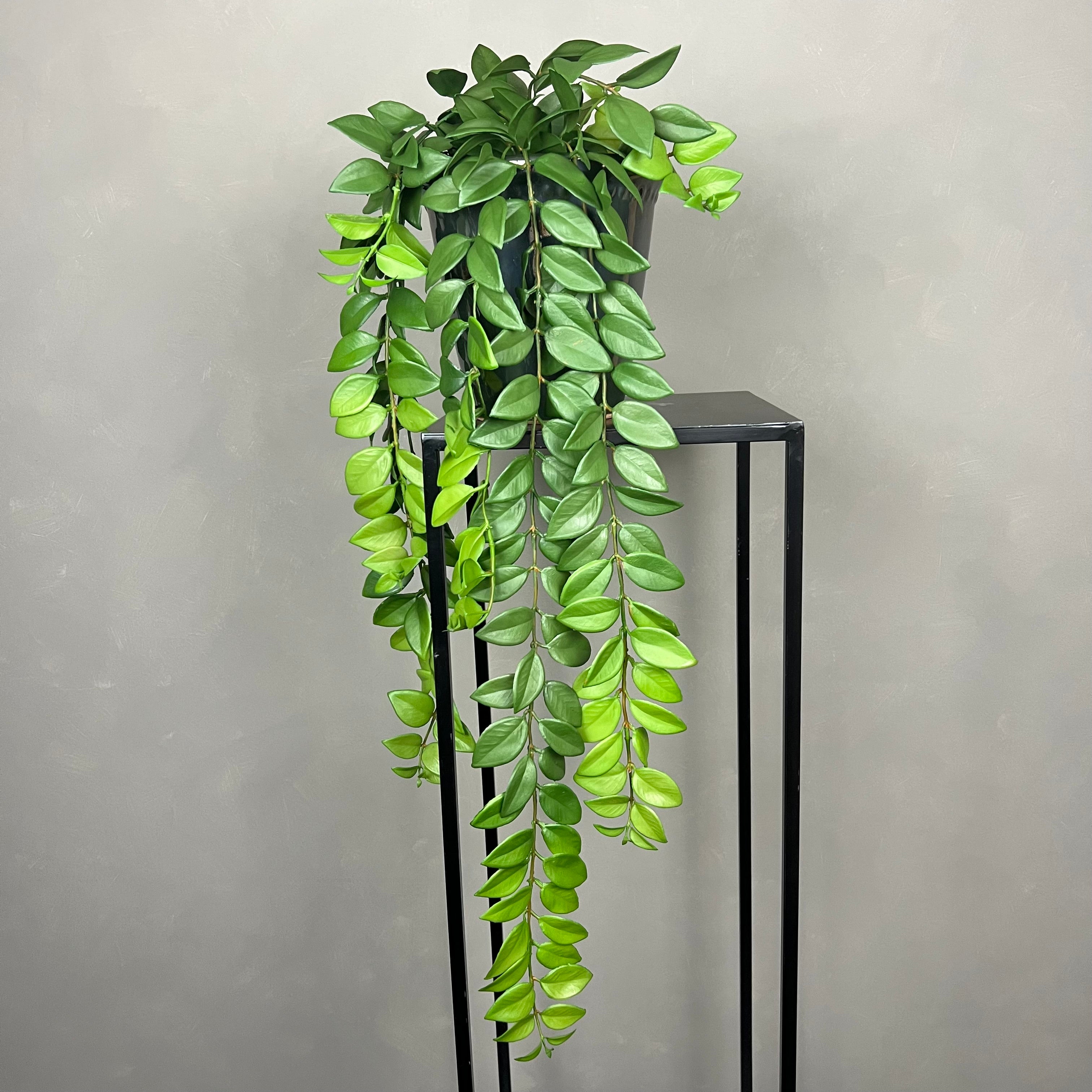 Hoya Plante