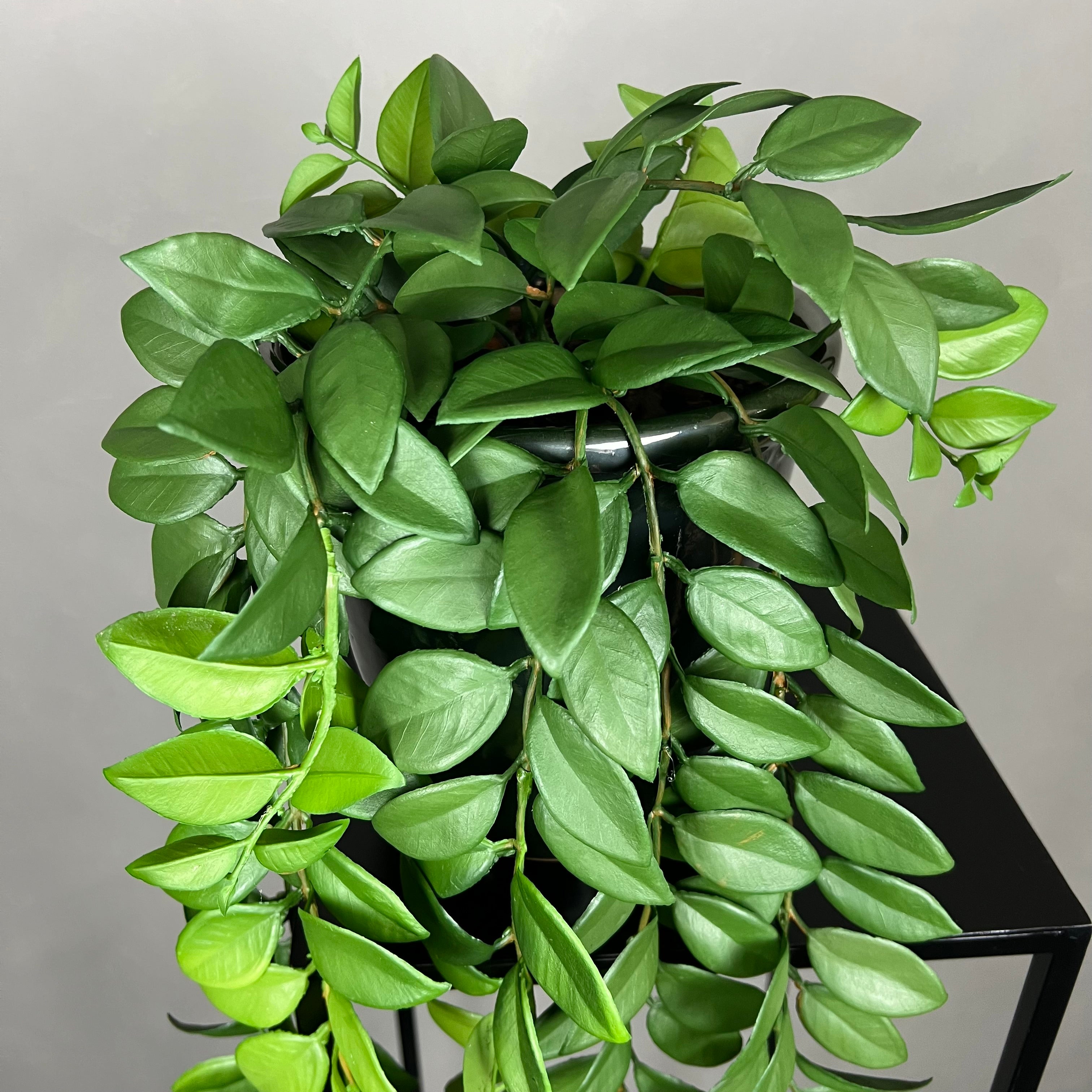 Hoya Plante
