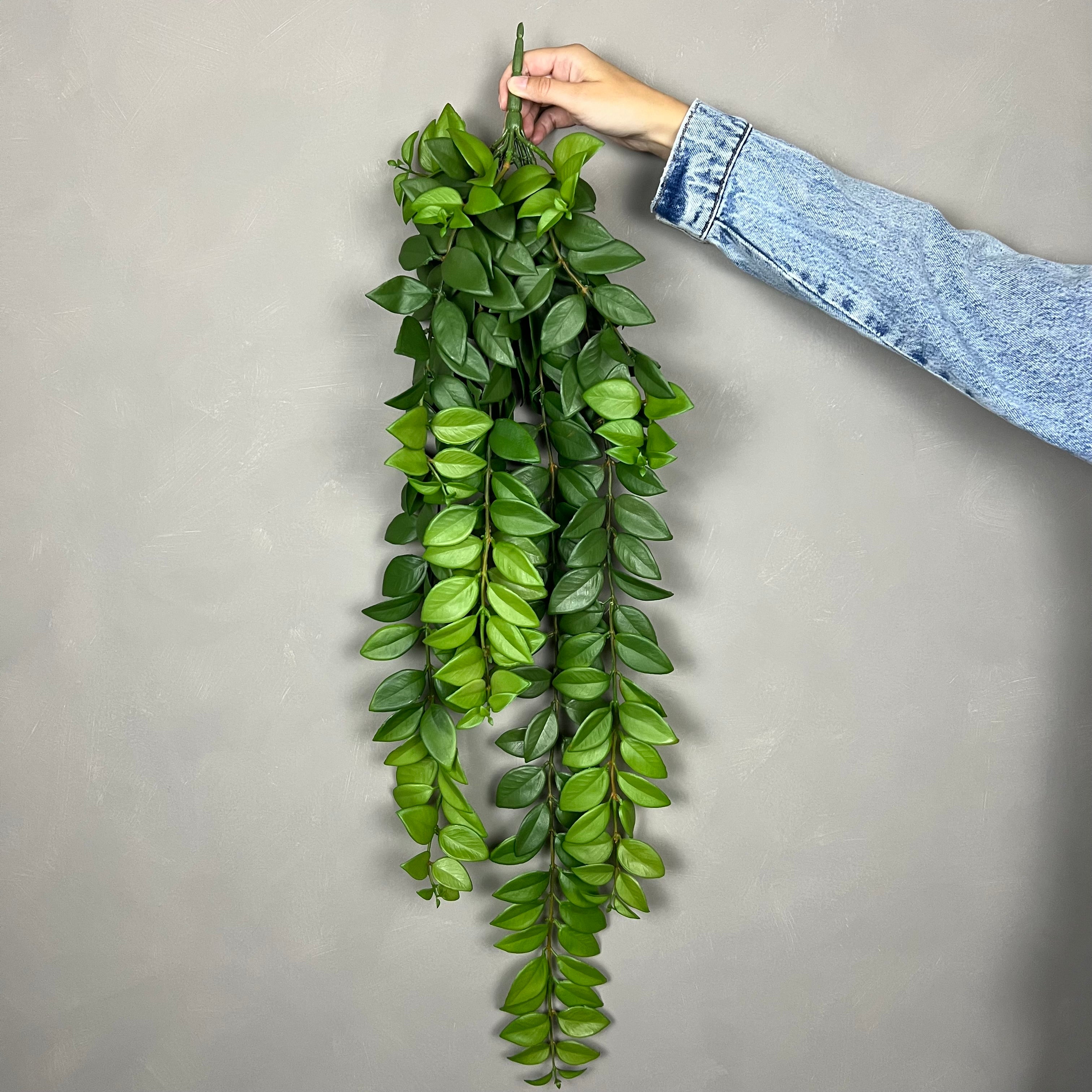 Hoya Plante