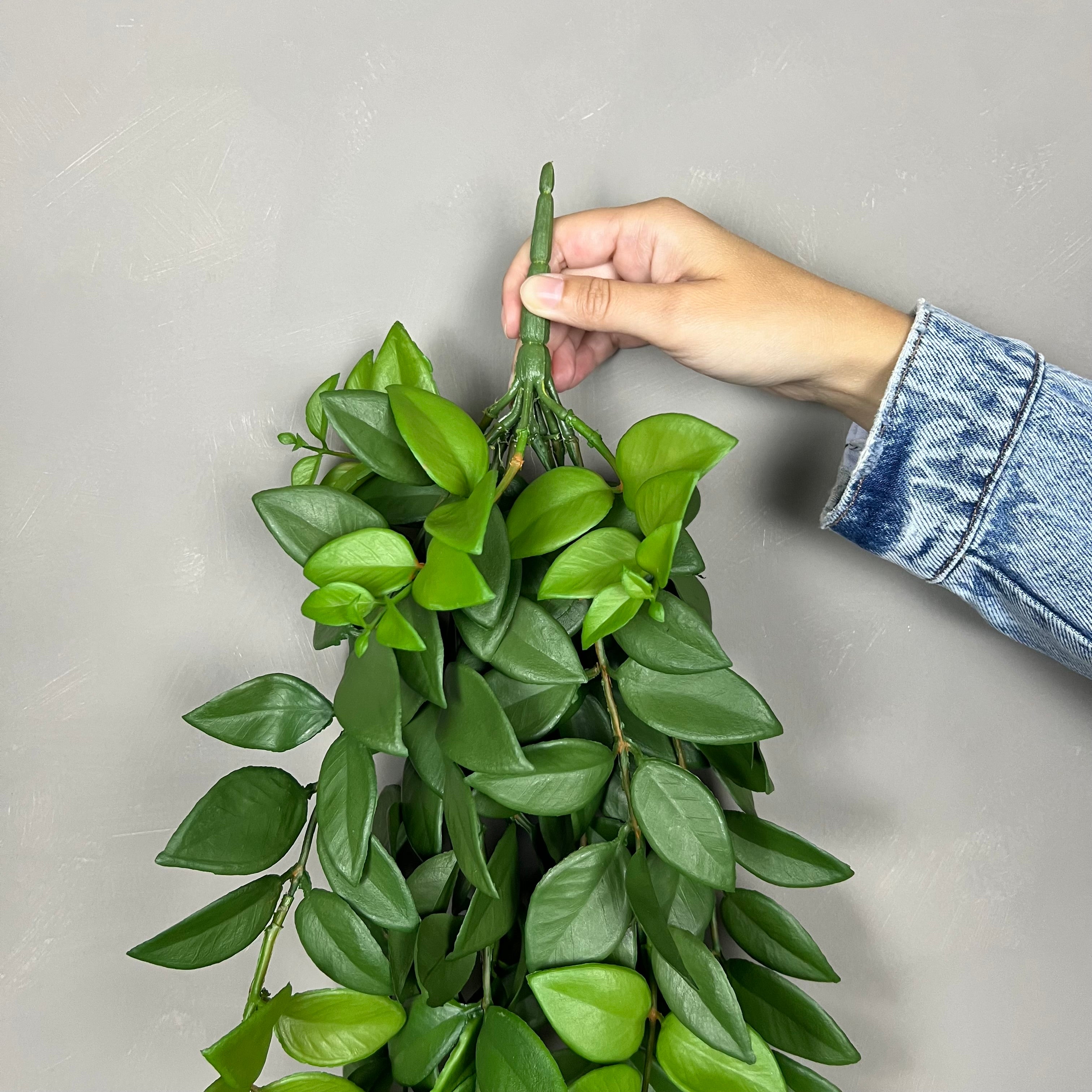 Hoya Plante