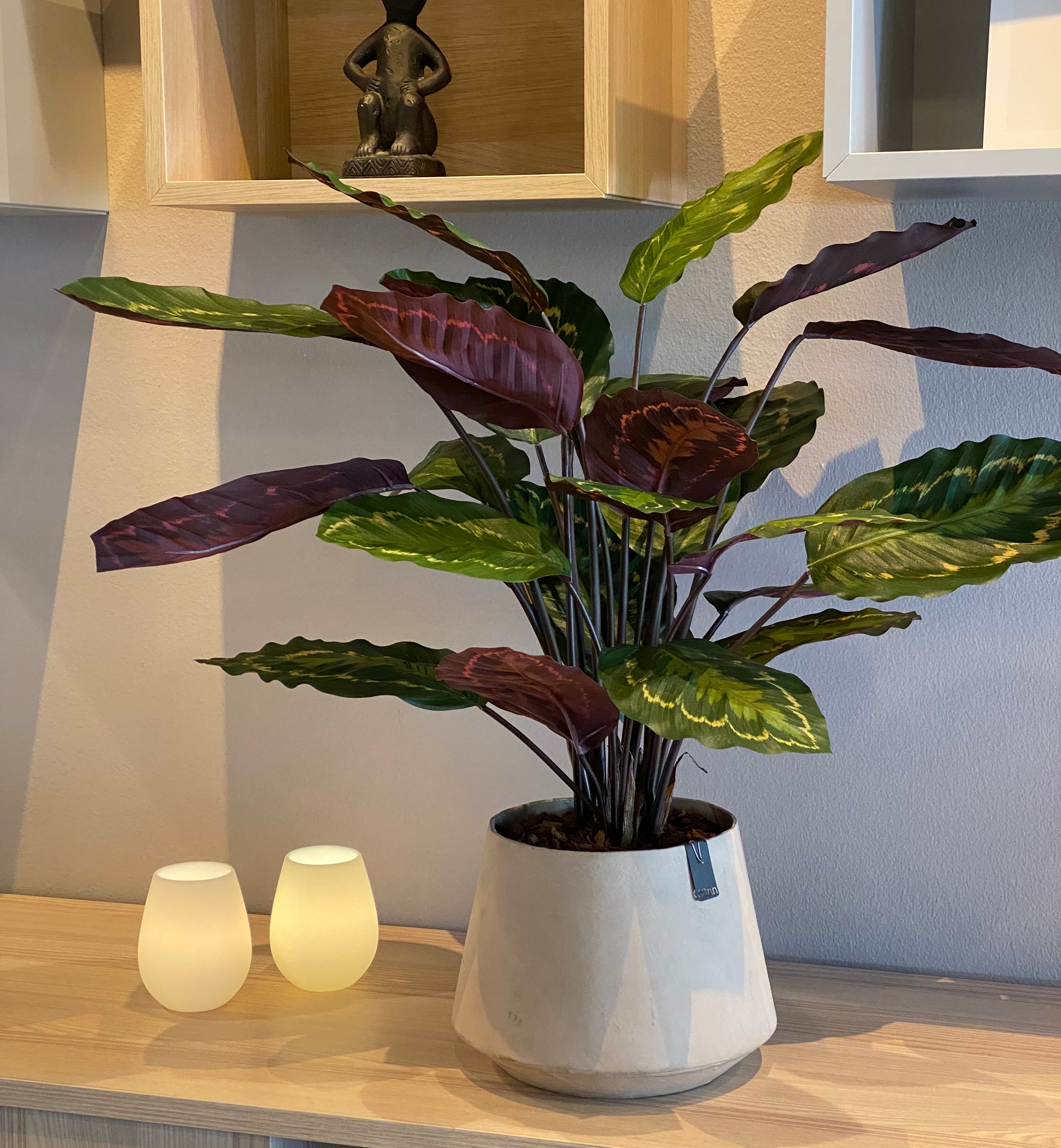Calathea Roseopicta