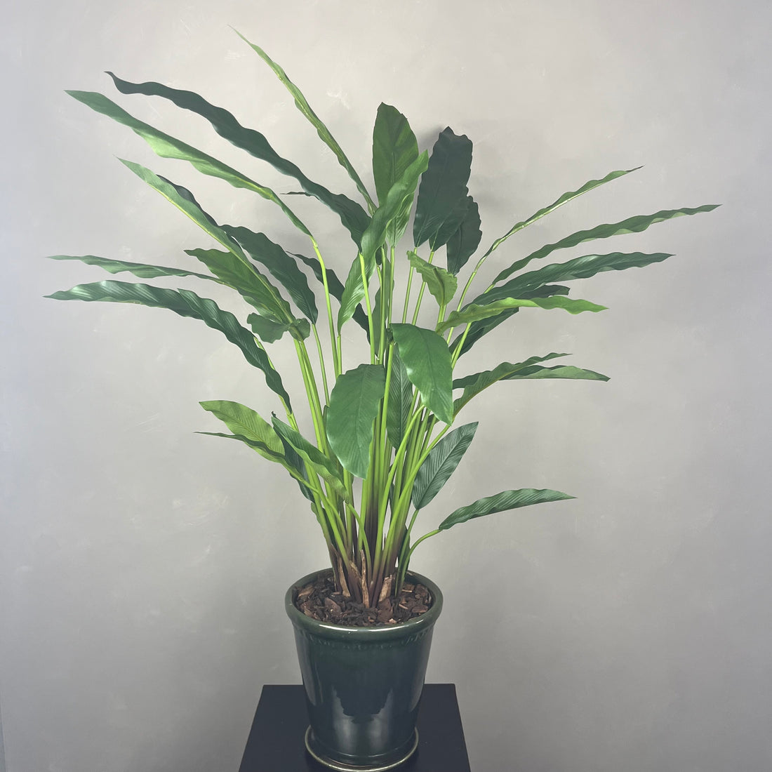 Calathea