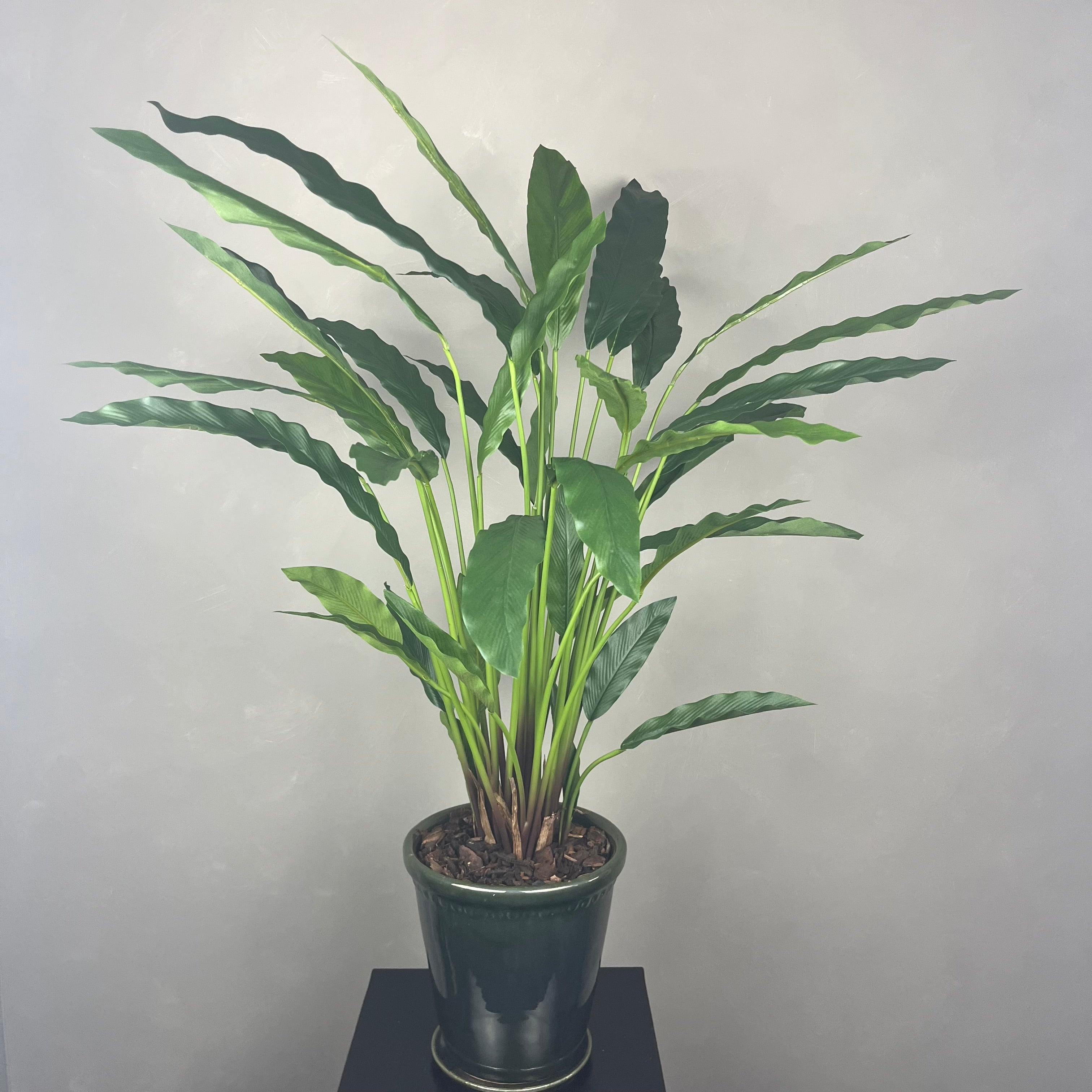 Calathea