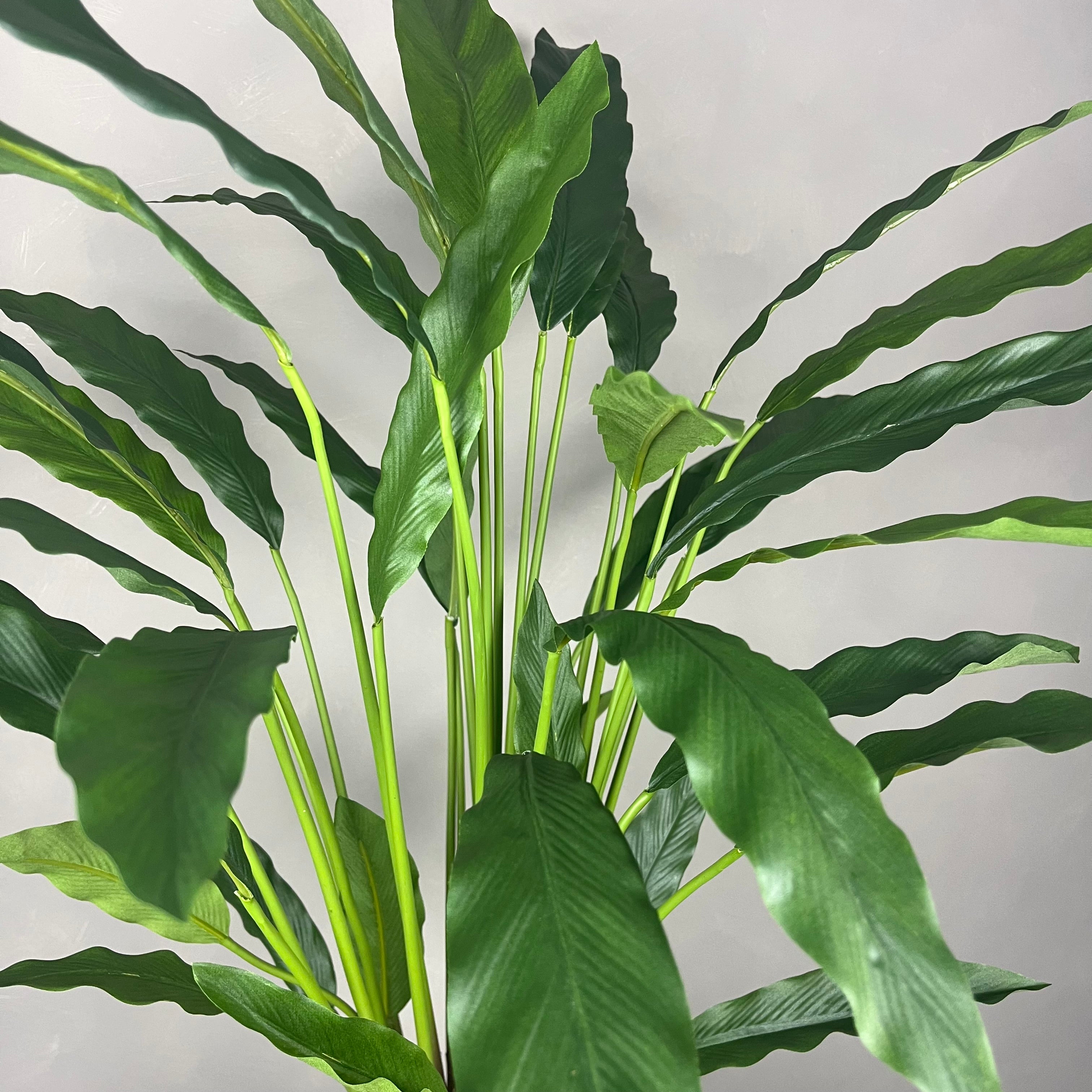 Calathea