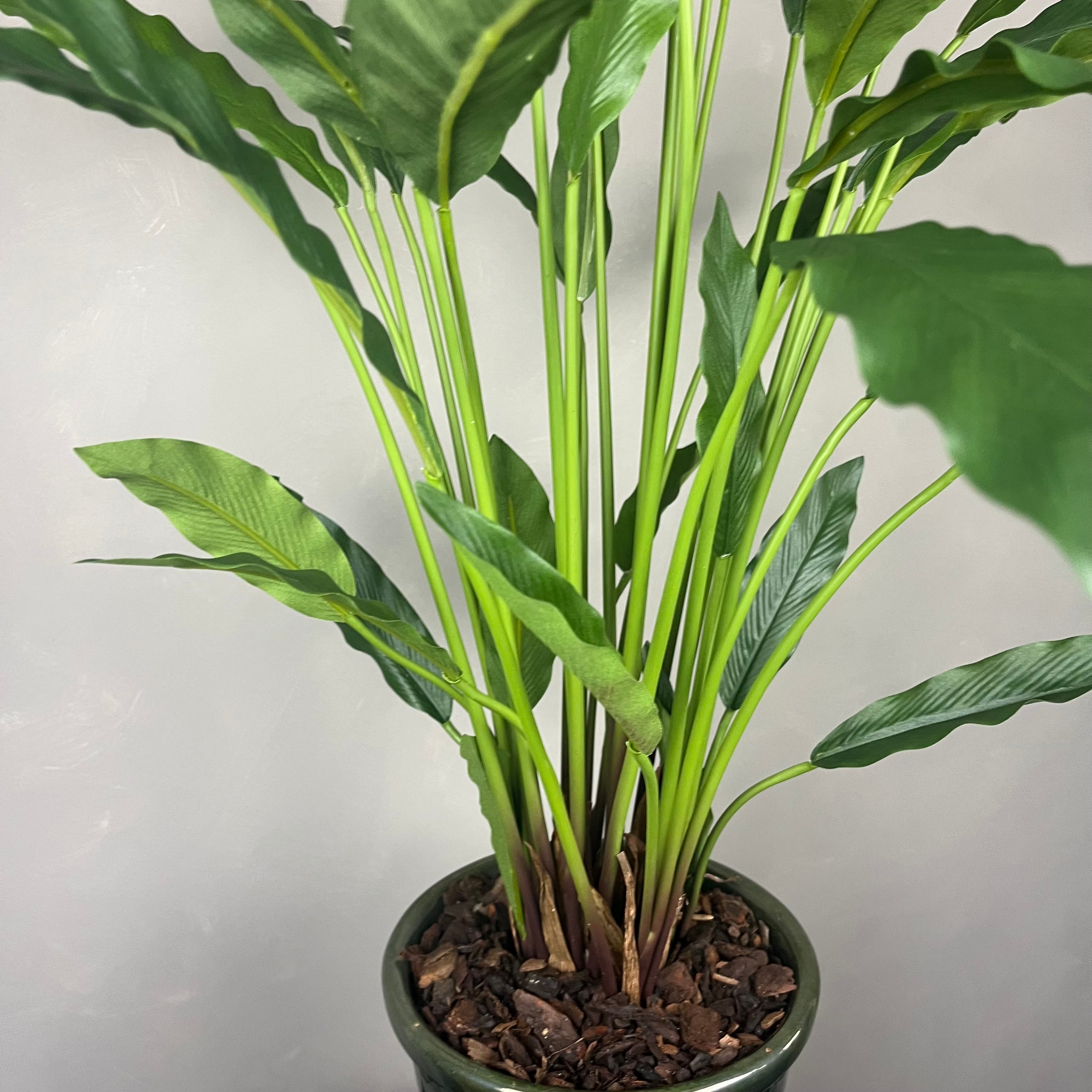 Calathea