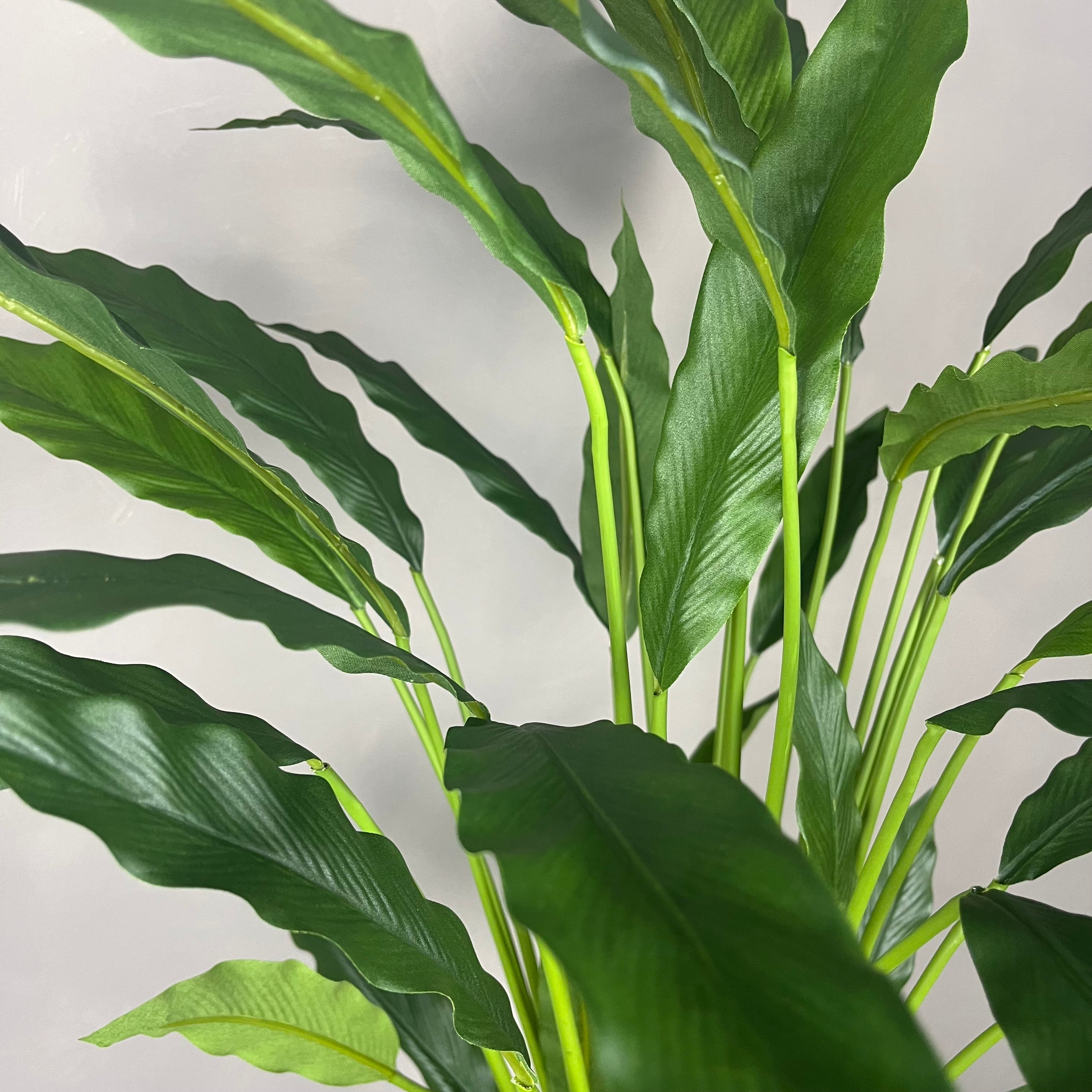 Calathea