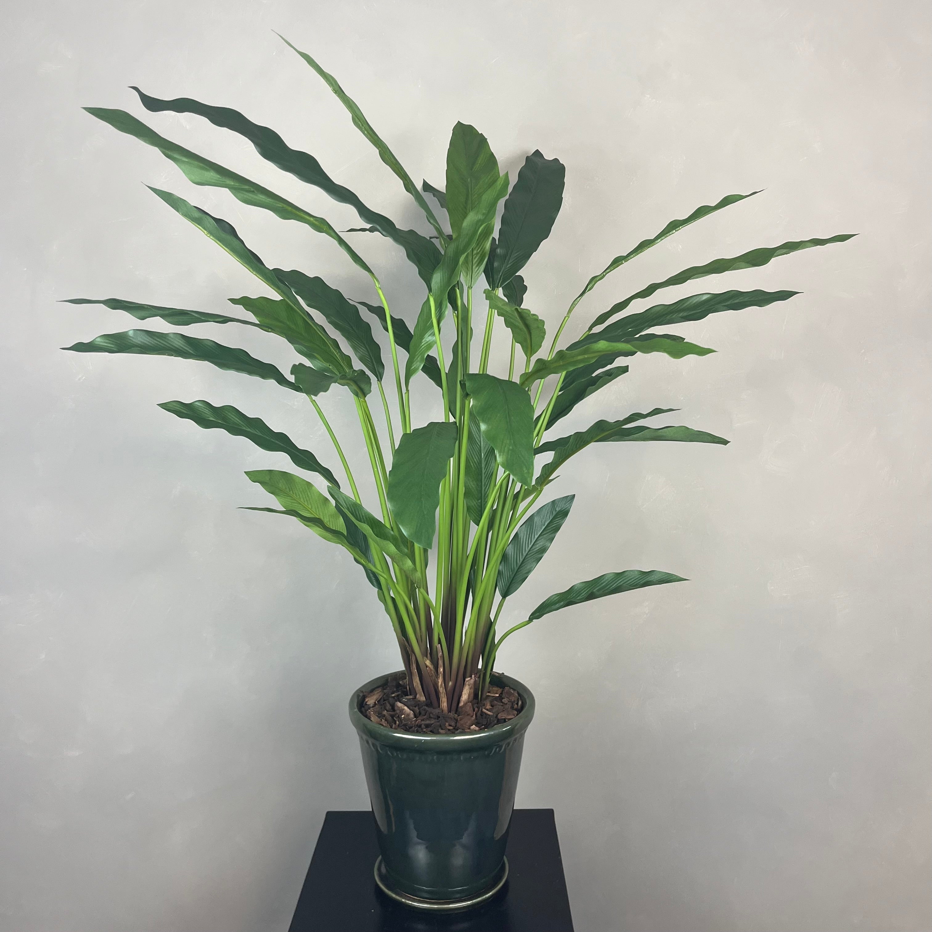Calathea