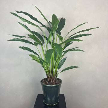 Calathea