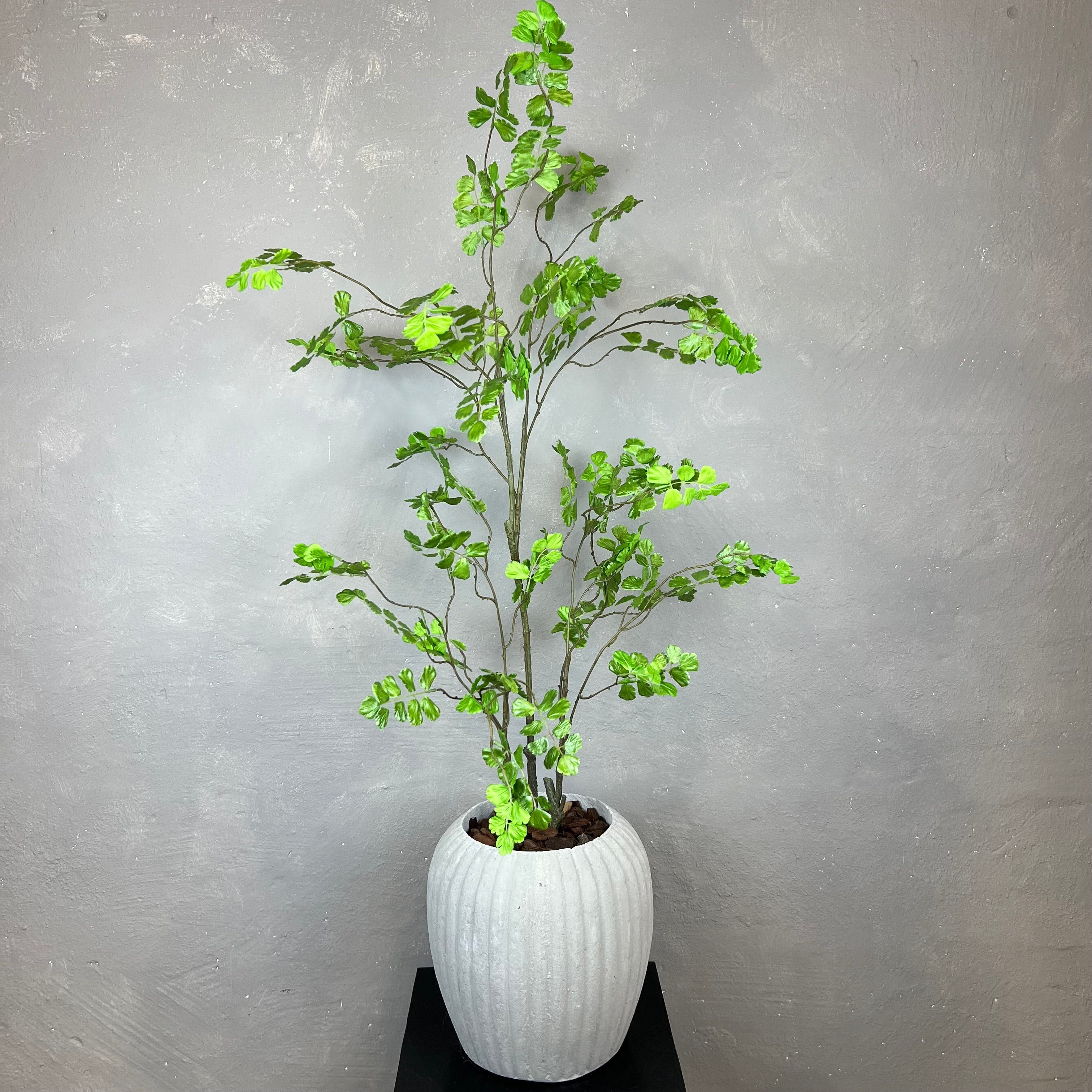 Adiantum Bregne