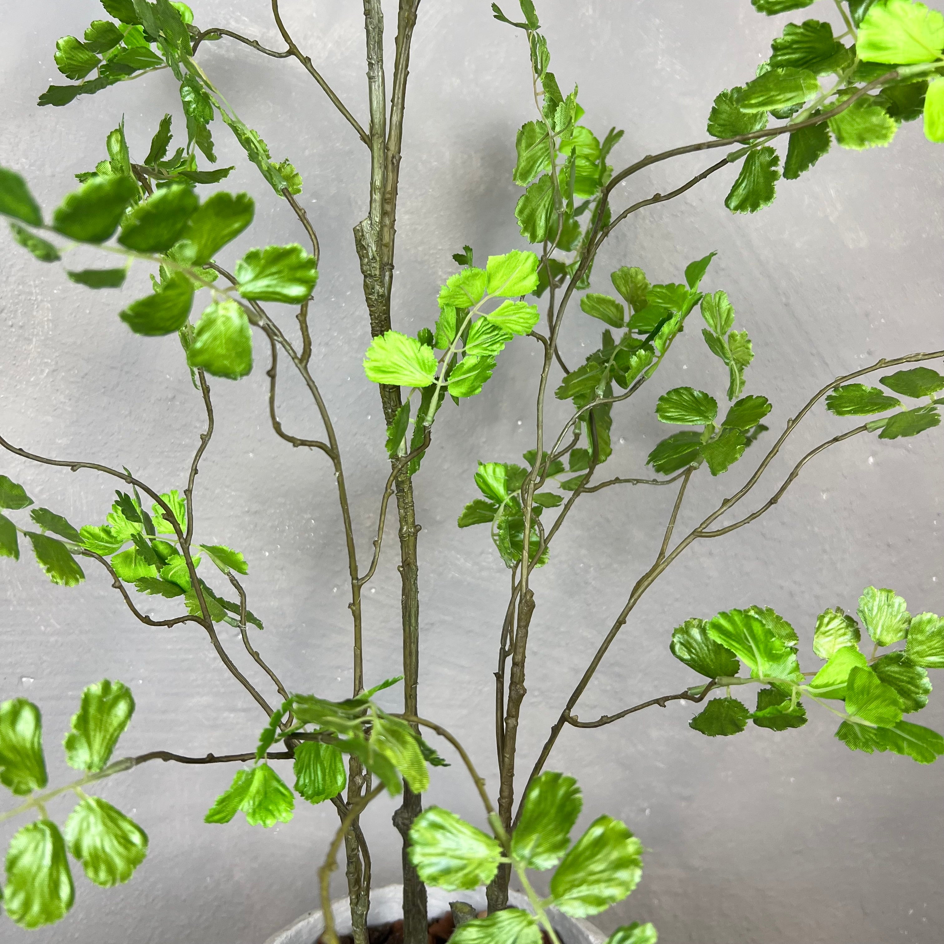 Adiantum Bregne