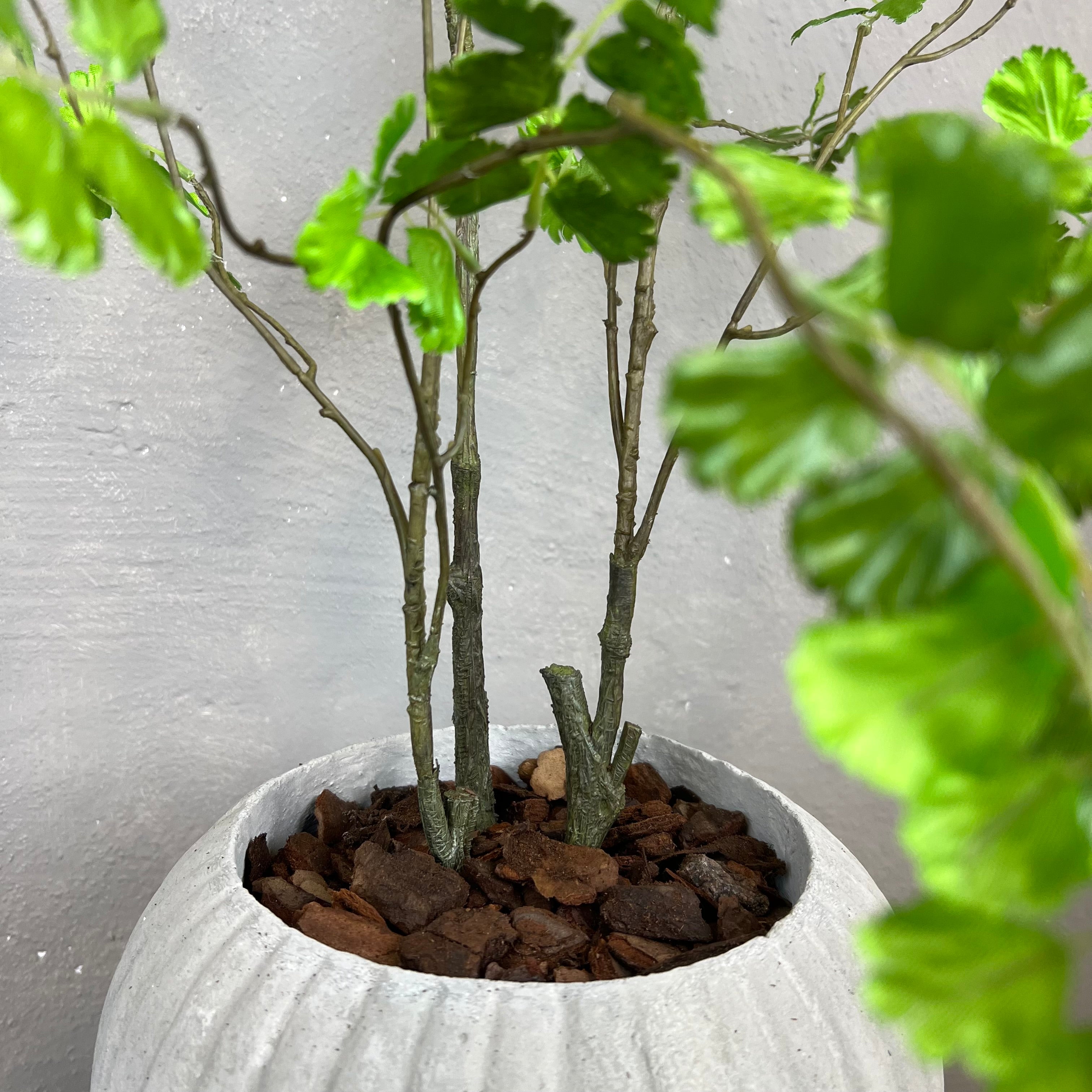 Adiantum Bregne