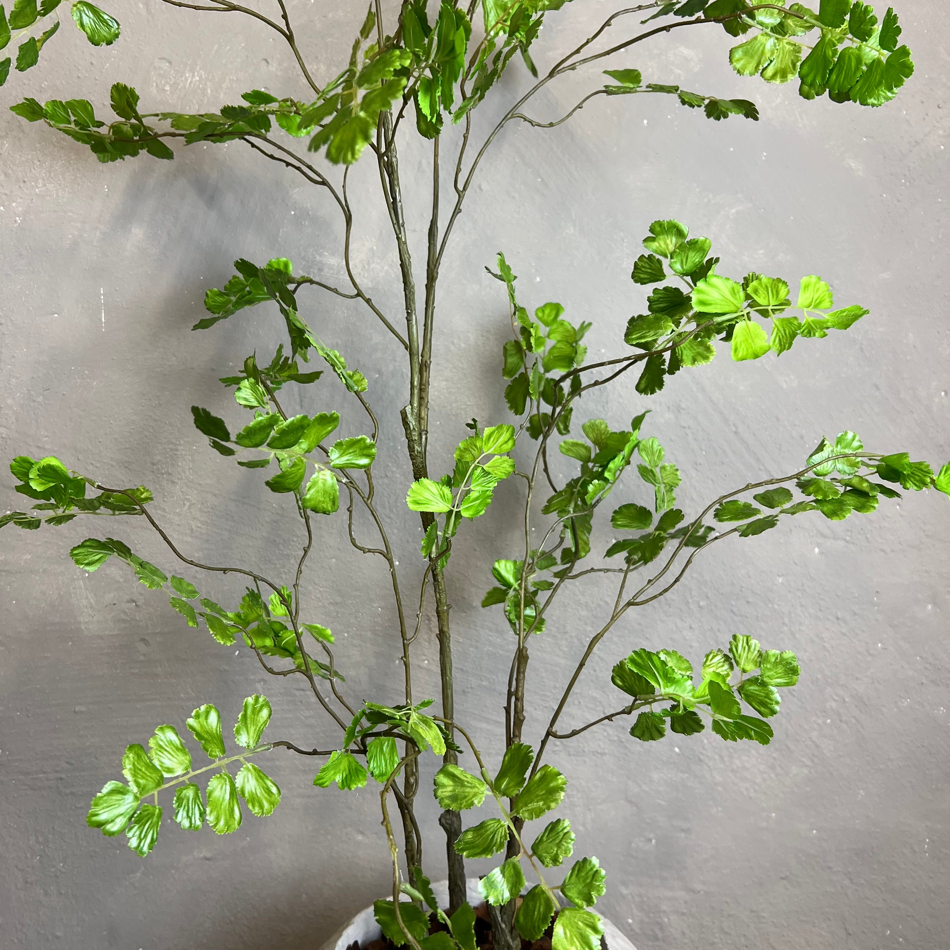 Adiantum Bregne