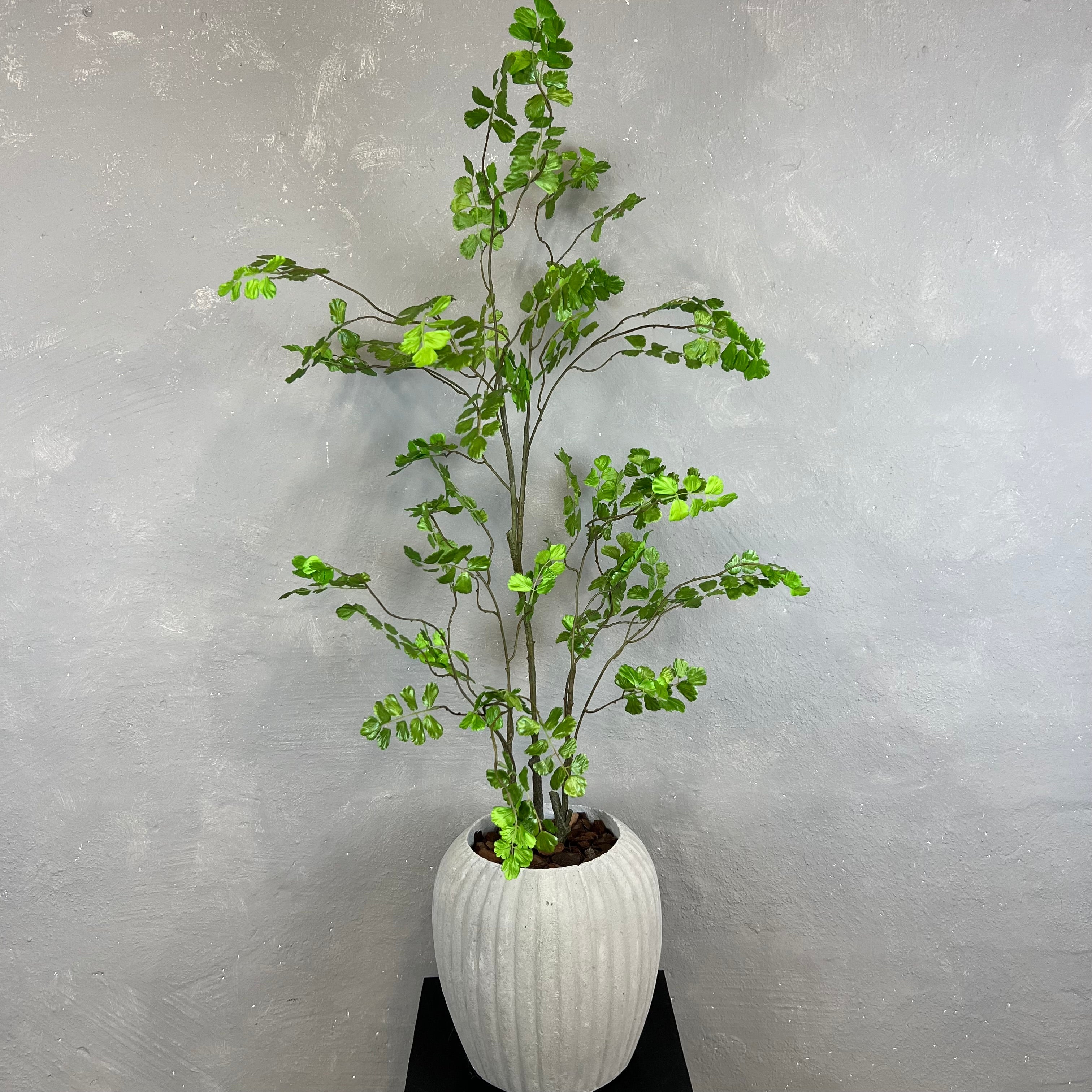 Adiantum Bregne