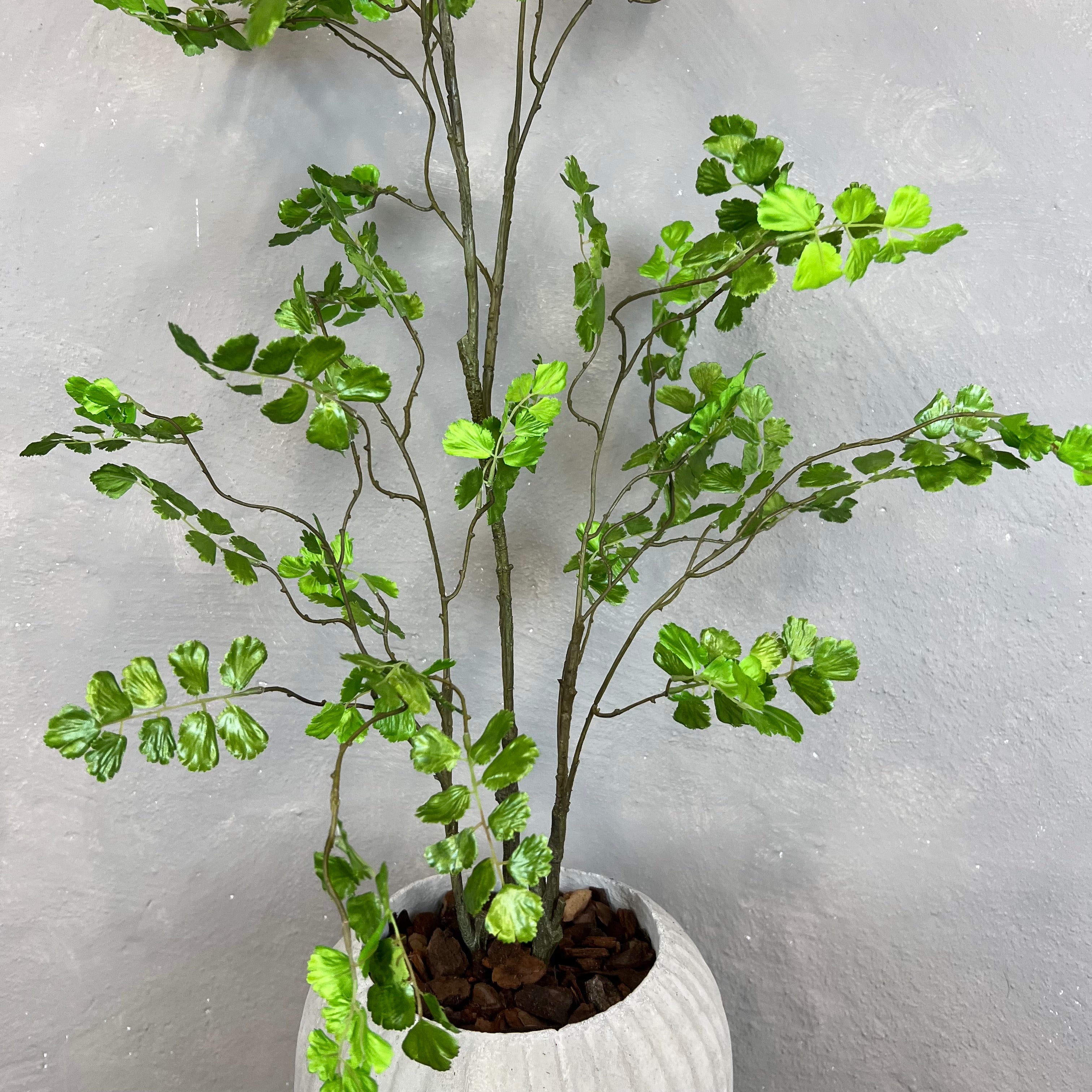 Adiantum Bregne