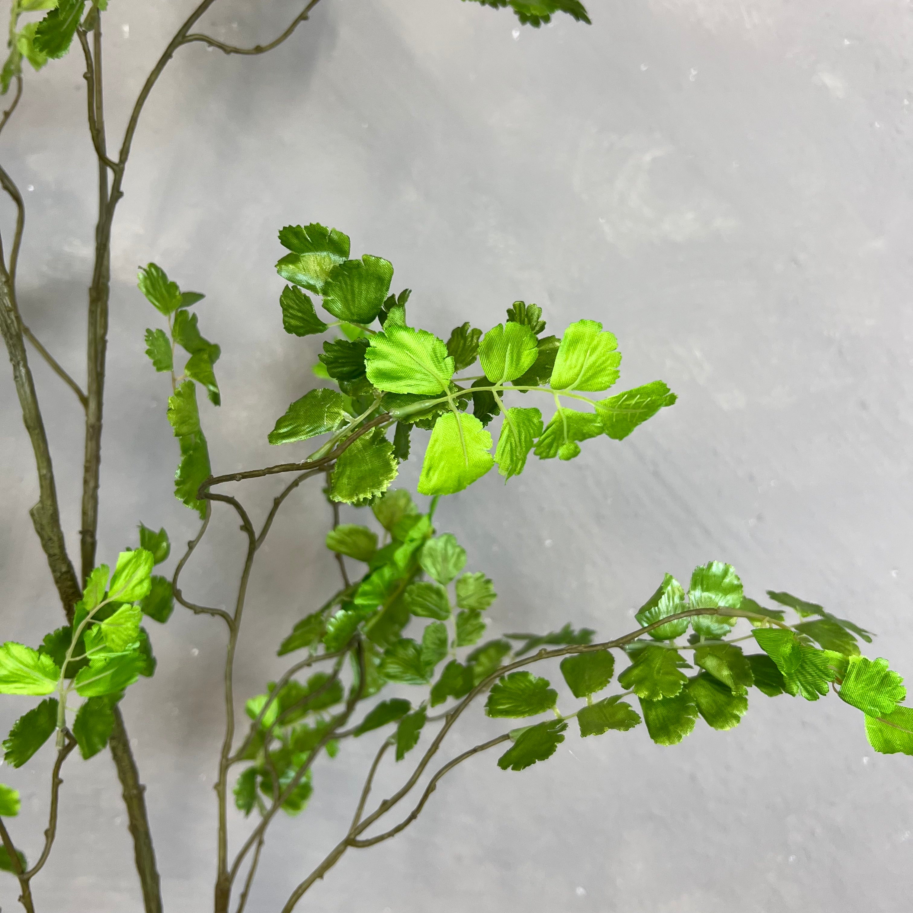 Adiantum Bregne
