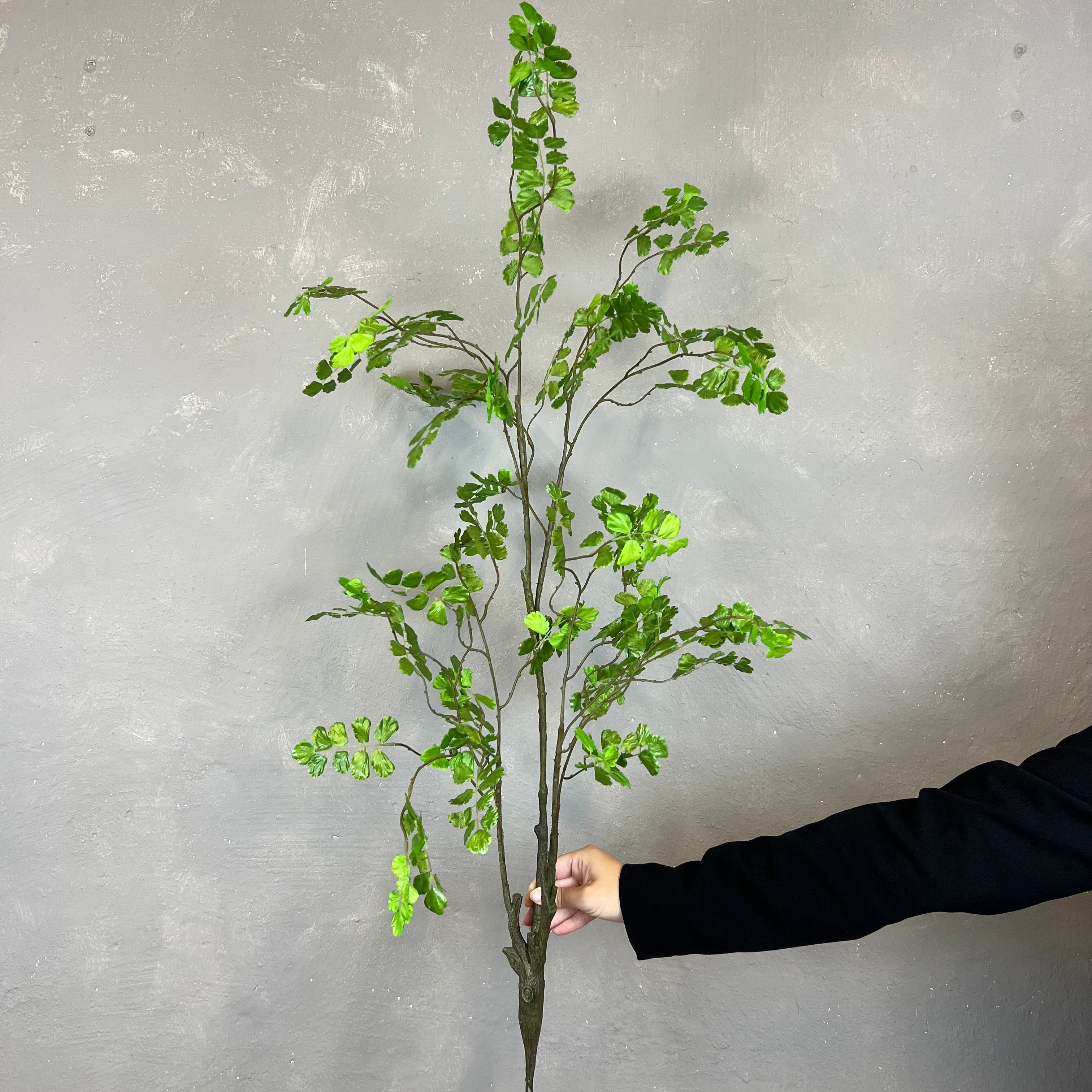 Adiantum Bregne