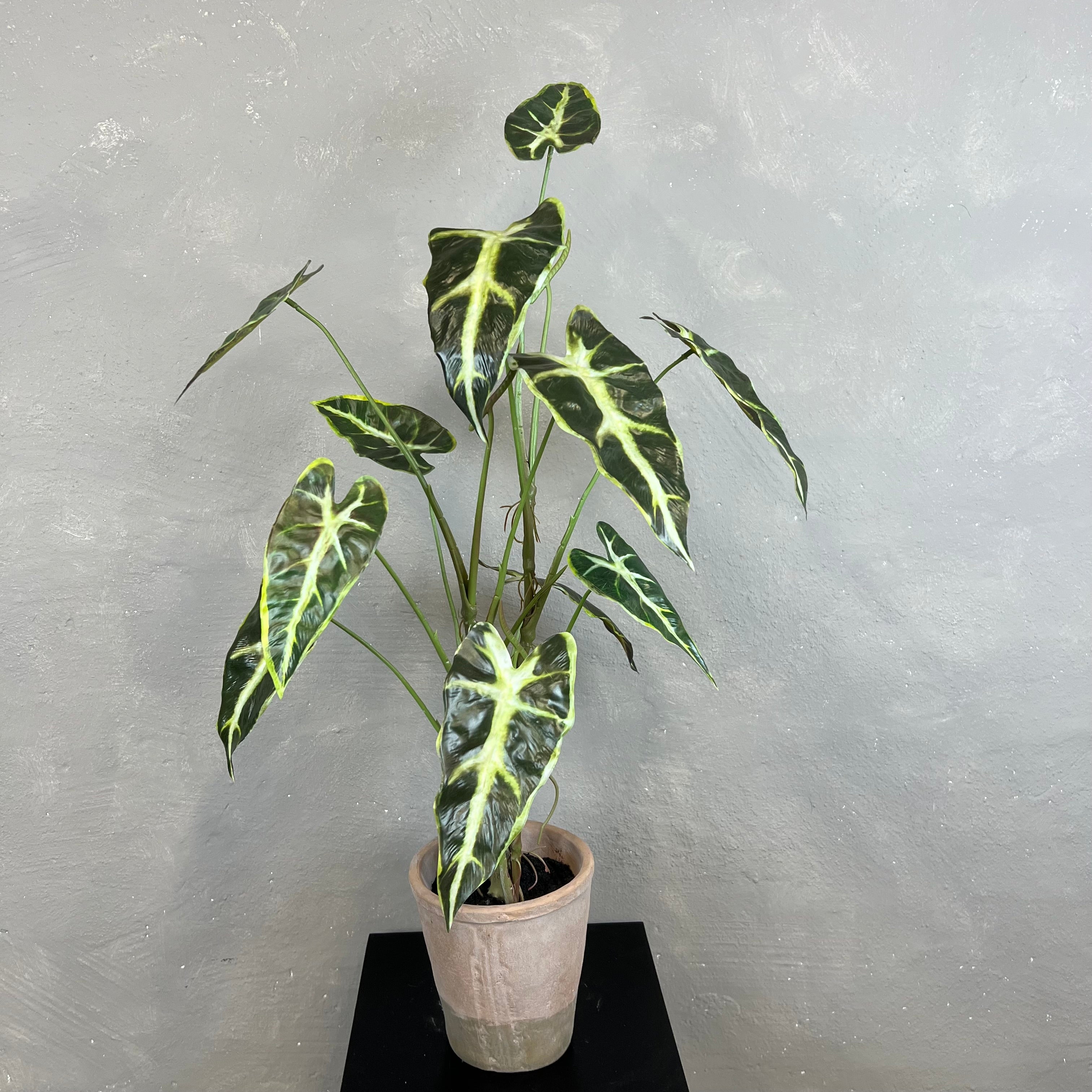 Caladium