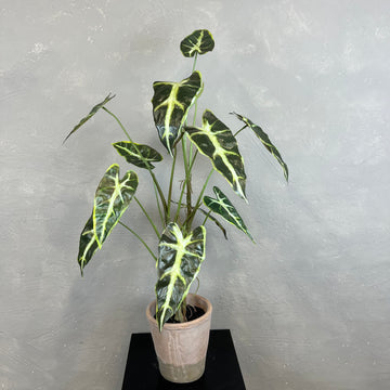 Caladium