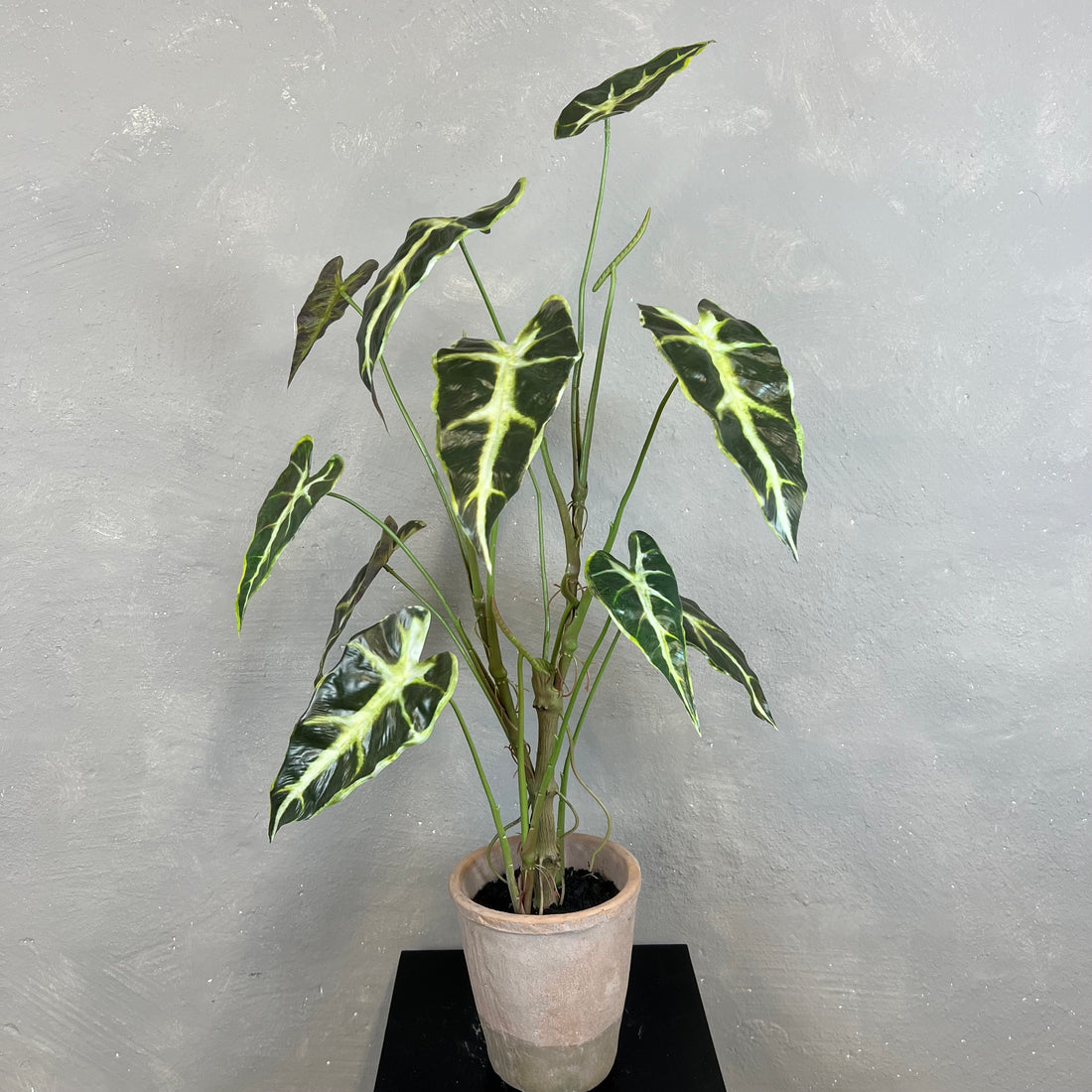 Caladium