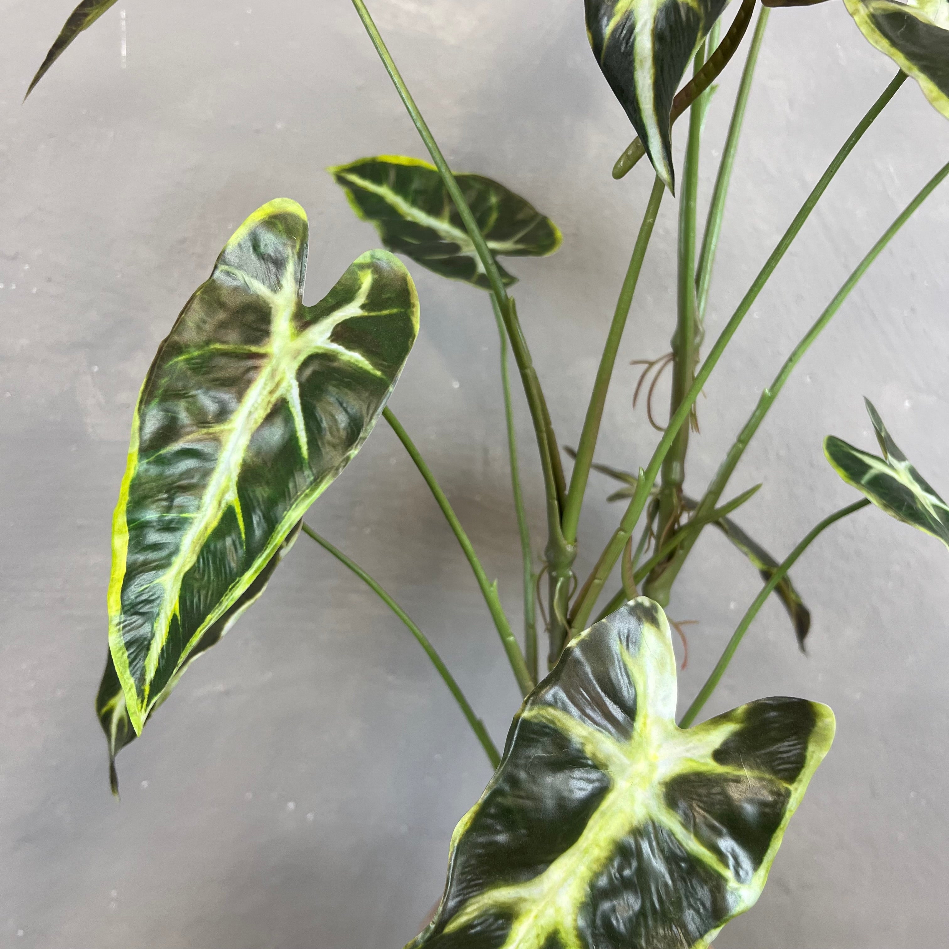 Caladium