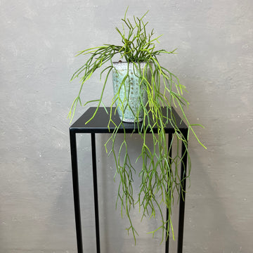 Rhipsalis Rund Stængel