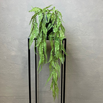 Adiantum Hængebregne