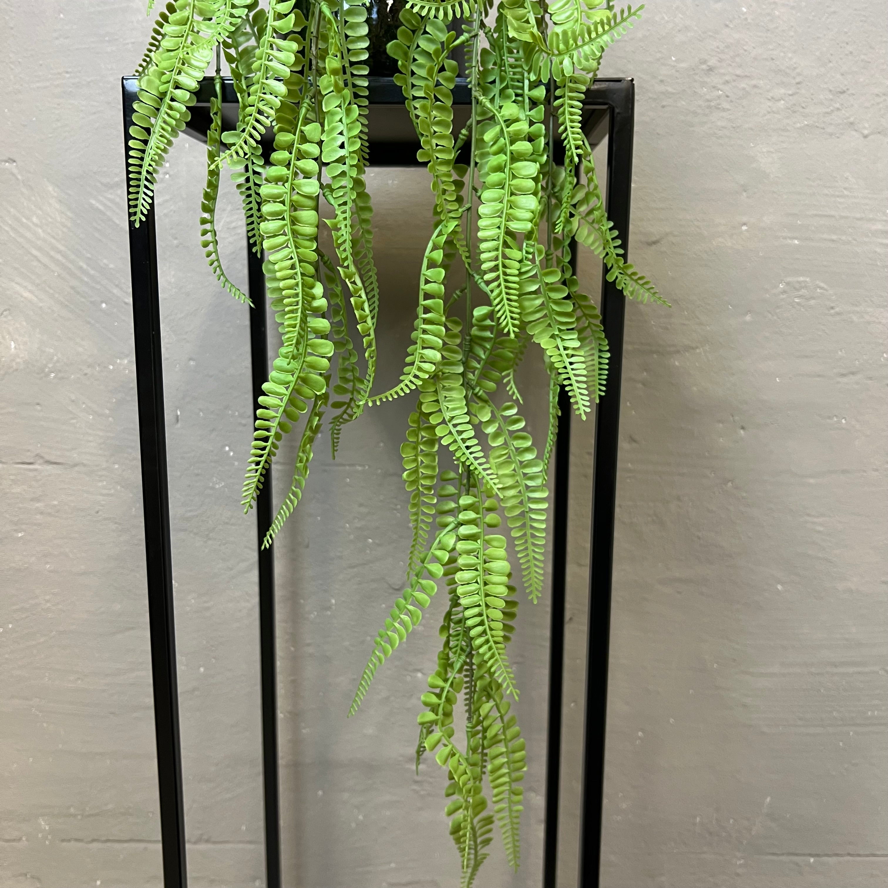 Adiantum Hængebregne