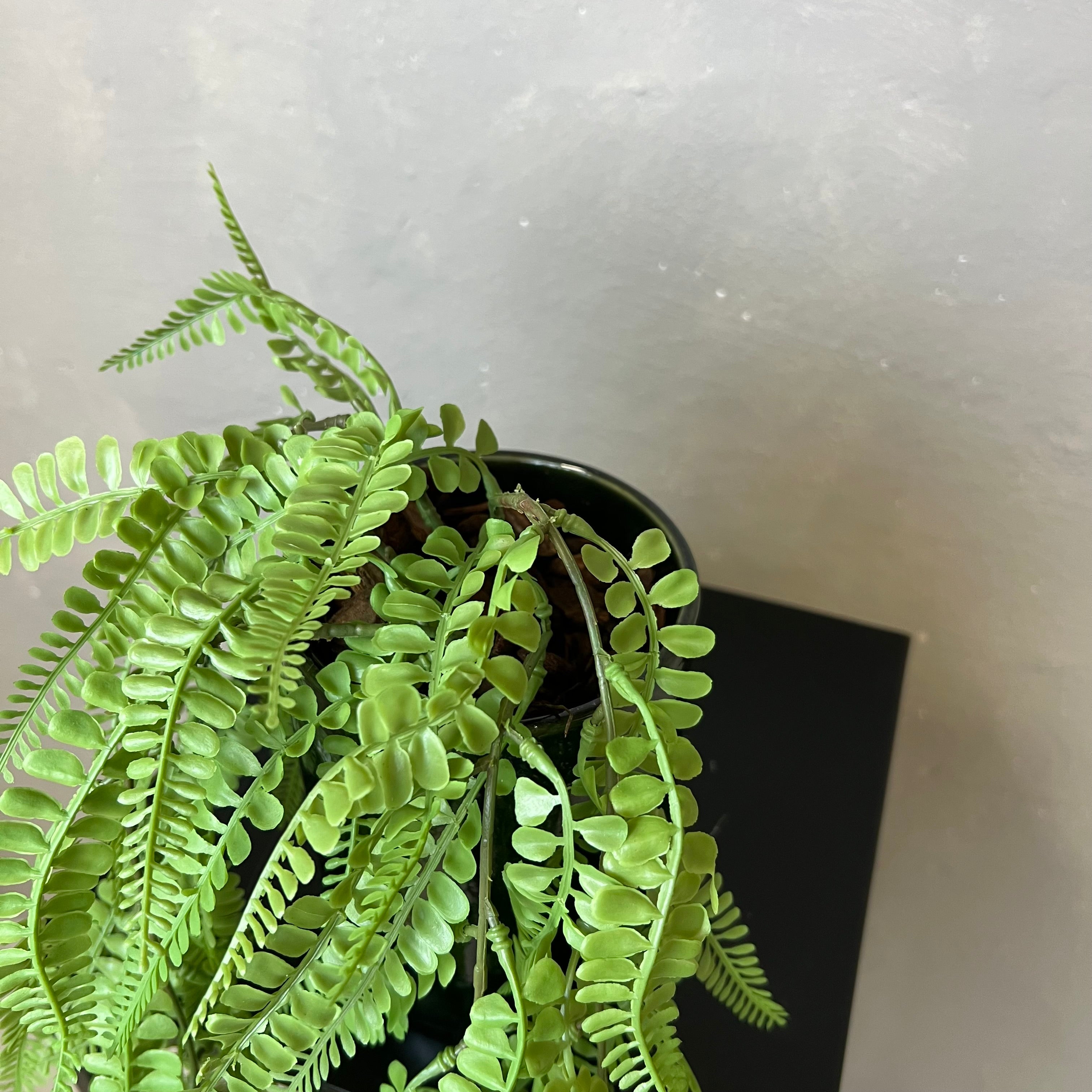 Adiantum Hængebregne