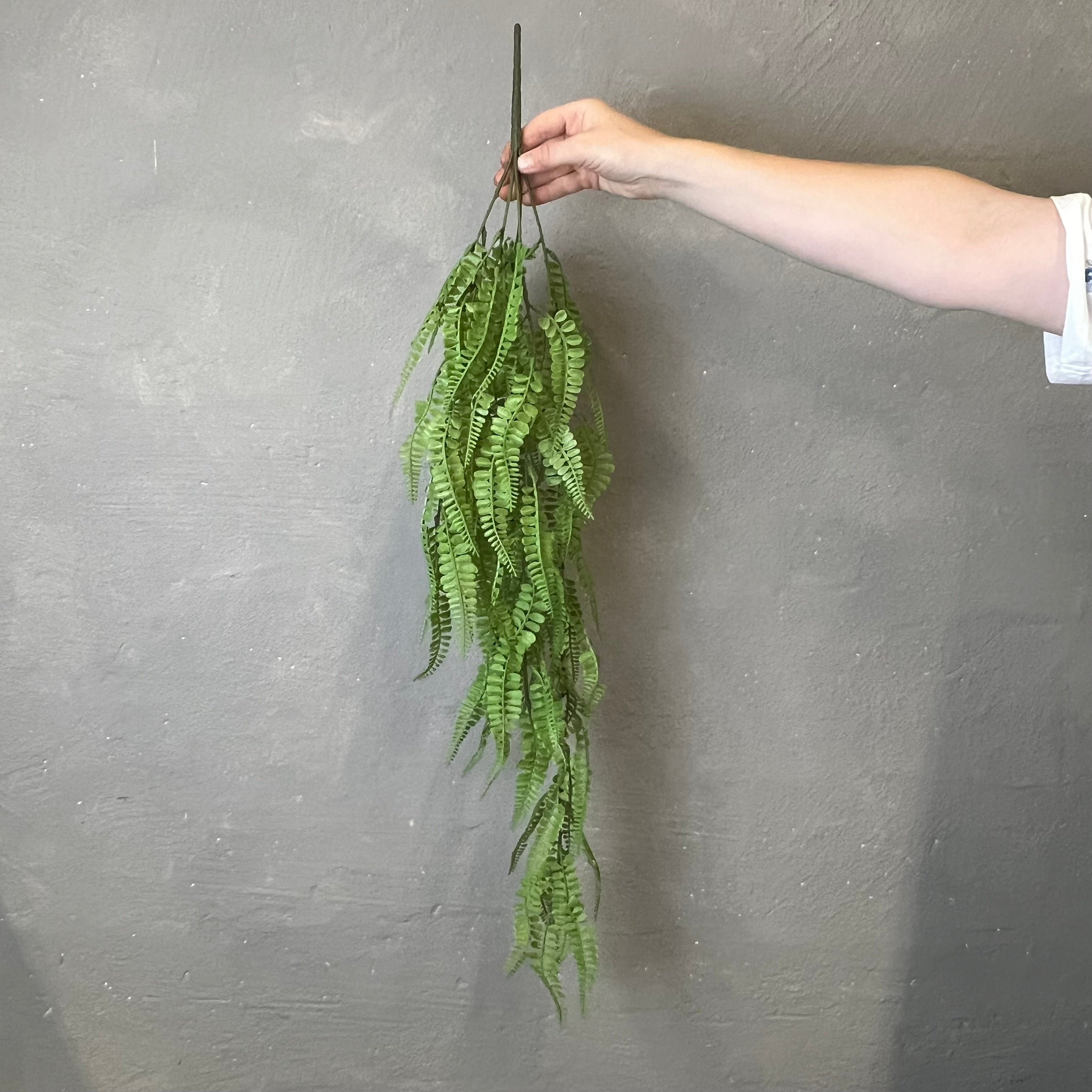 Adiantum Hængebregne