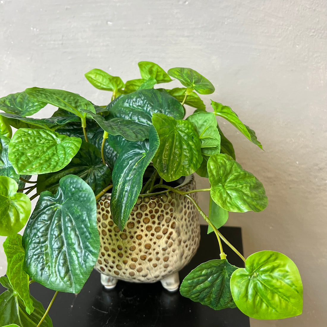 Peperomia