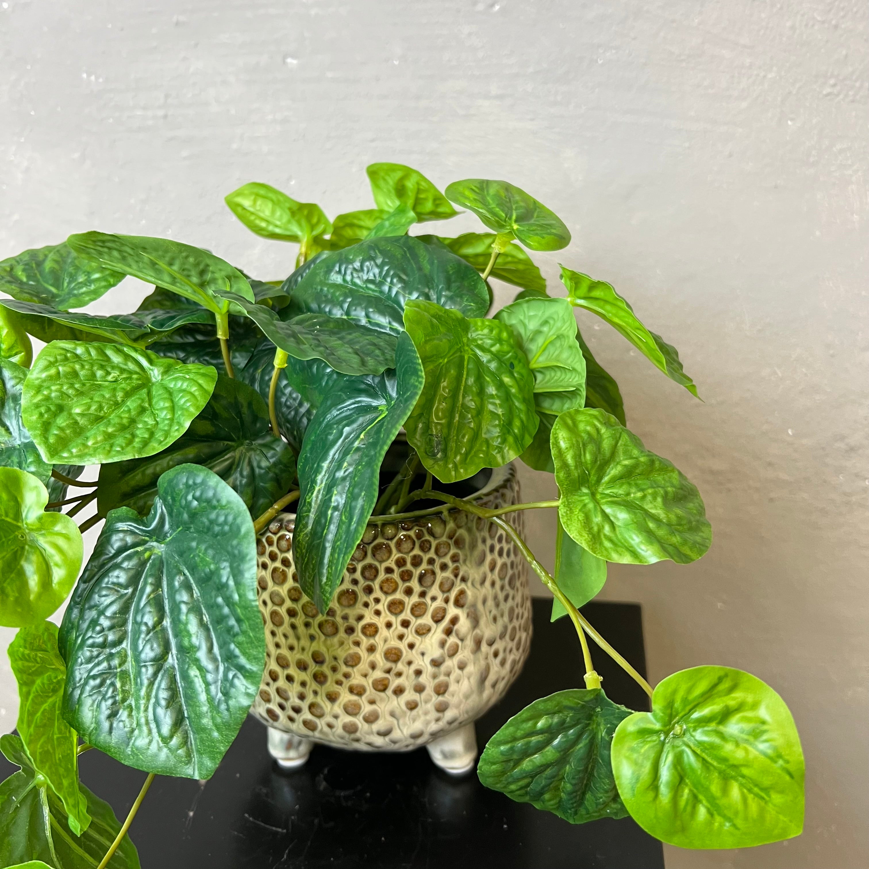Peperomia