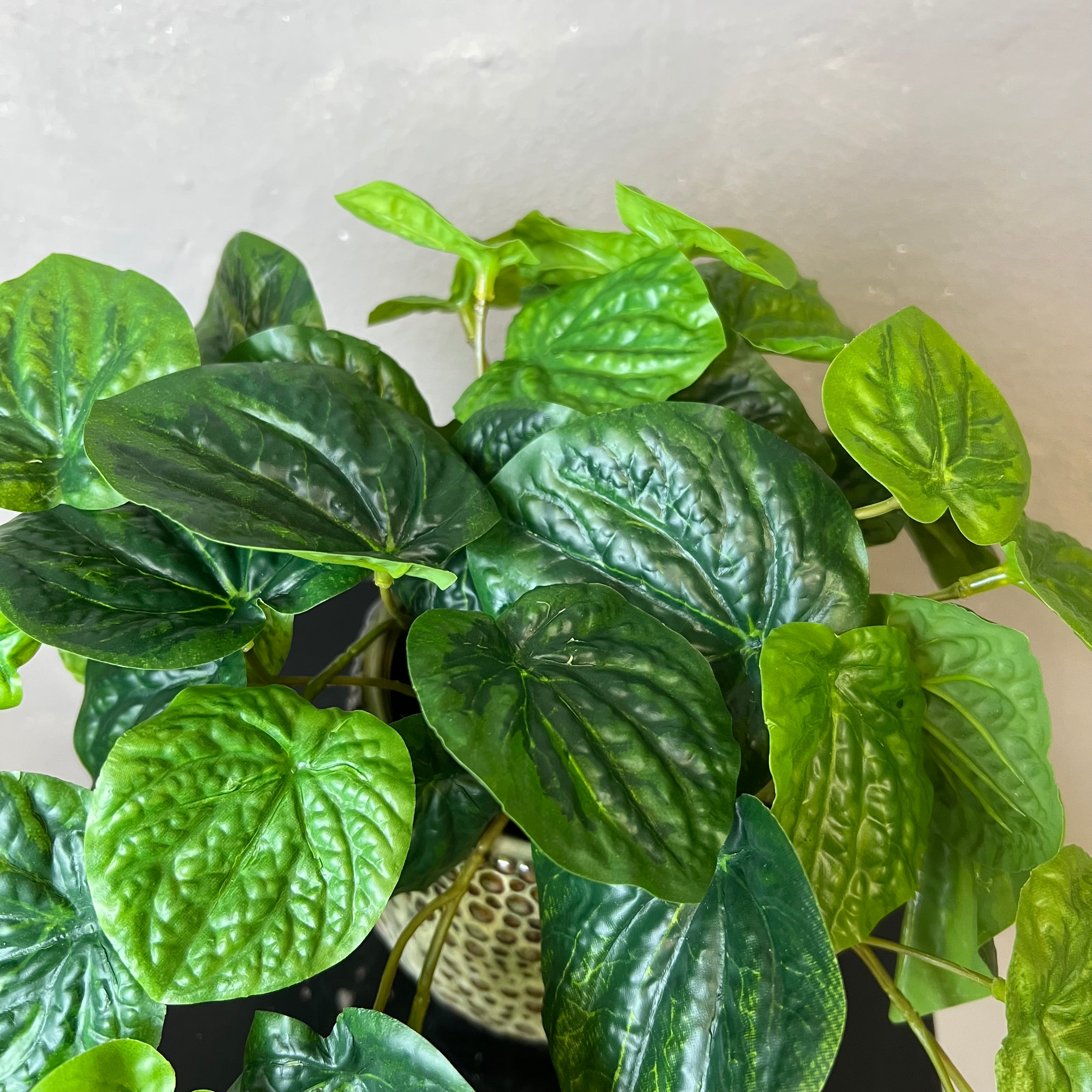 Peperomia